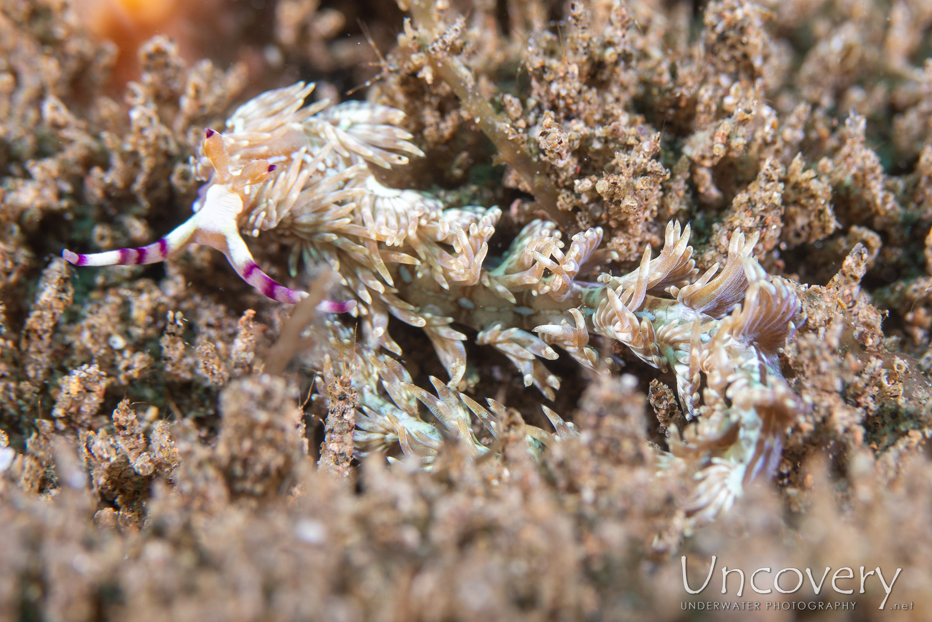 Nudibranch, photo taken in Philippines, Negros Oriental, Dauin, Ginamaan