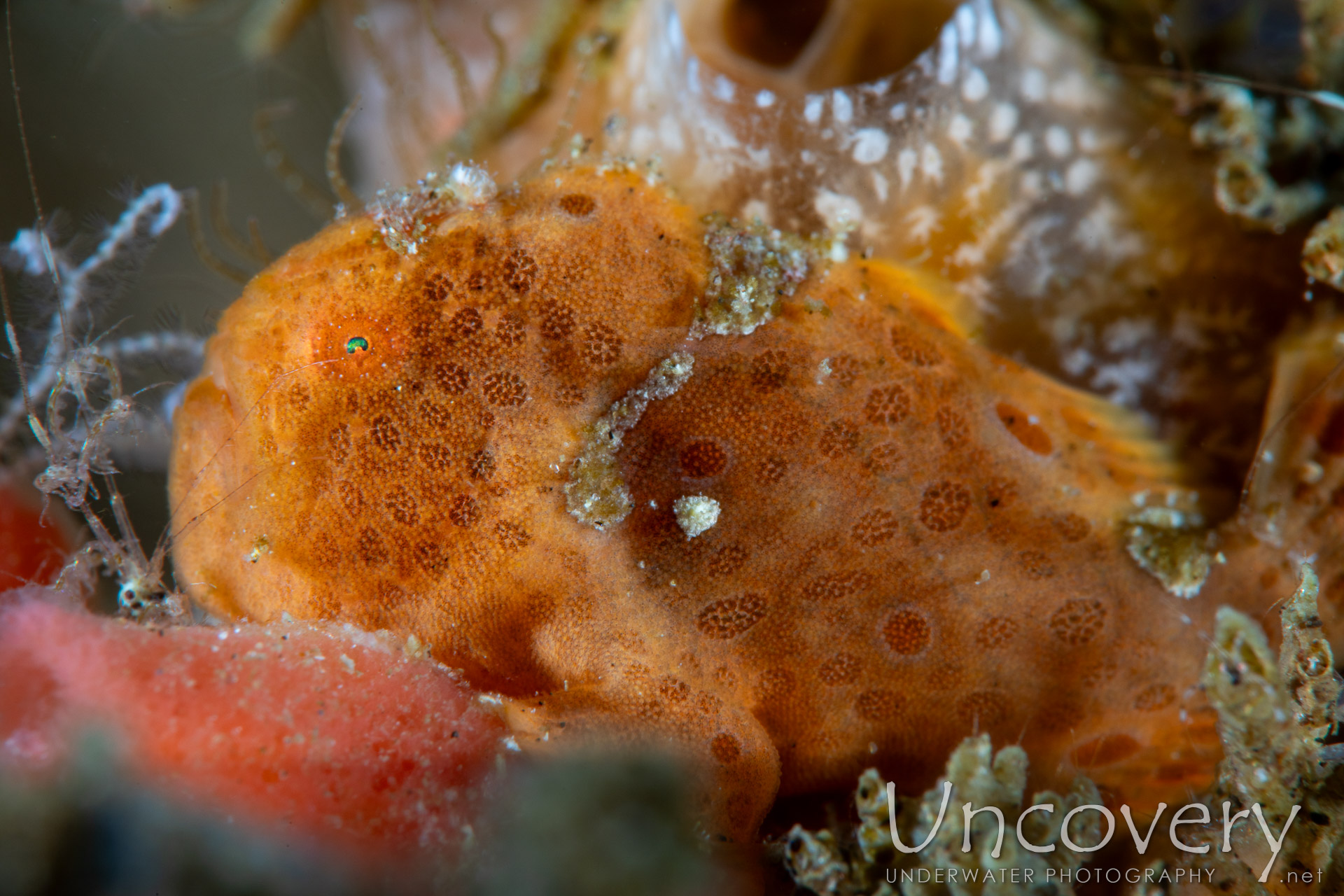 Painted Frogfish (antennarius Pictus), photo taken in Philippines, Negros Oriental, Dauin, Ginamaan