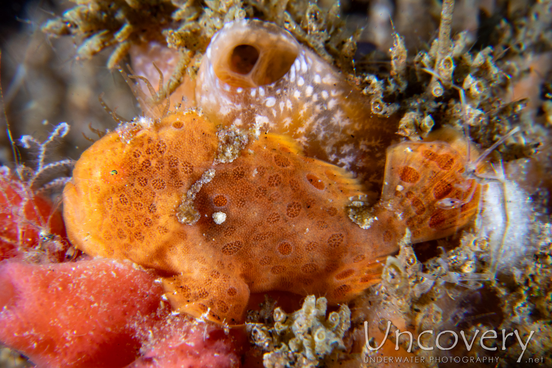 Painted Frogfish (antennarius Pictus), photo taken in Philippines, Negros Oriental, Dauin, Ginamaan