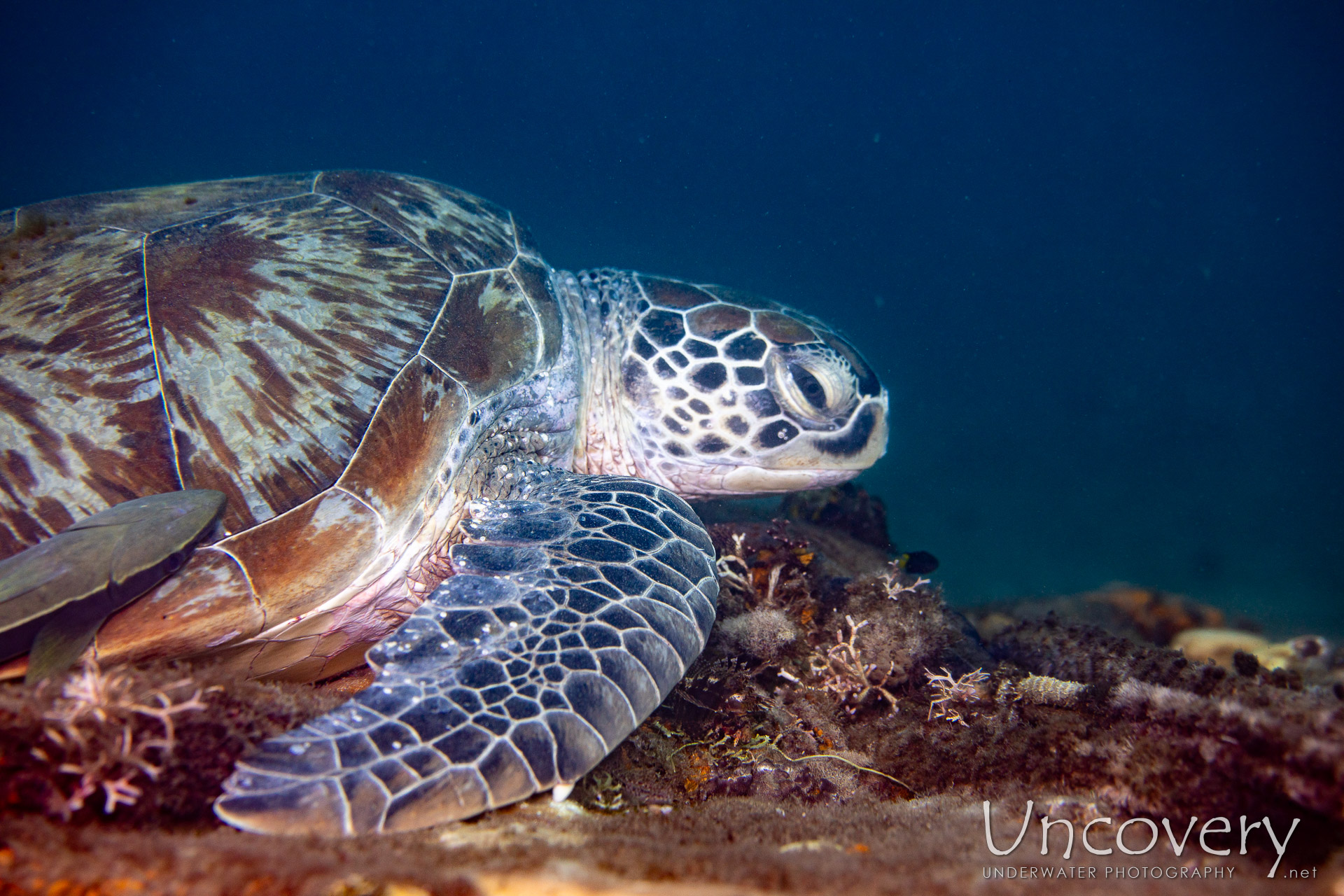 Green Sea Turtle (chelonia Mydas), photo taken in Philippines, Negros Oriental, Dauin, Masaplod North