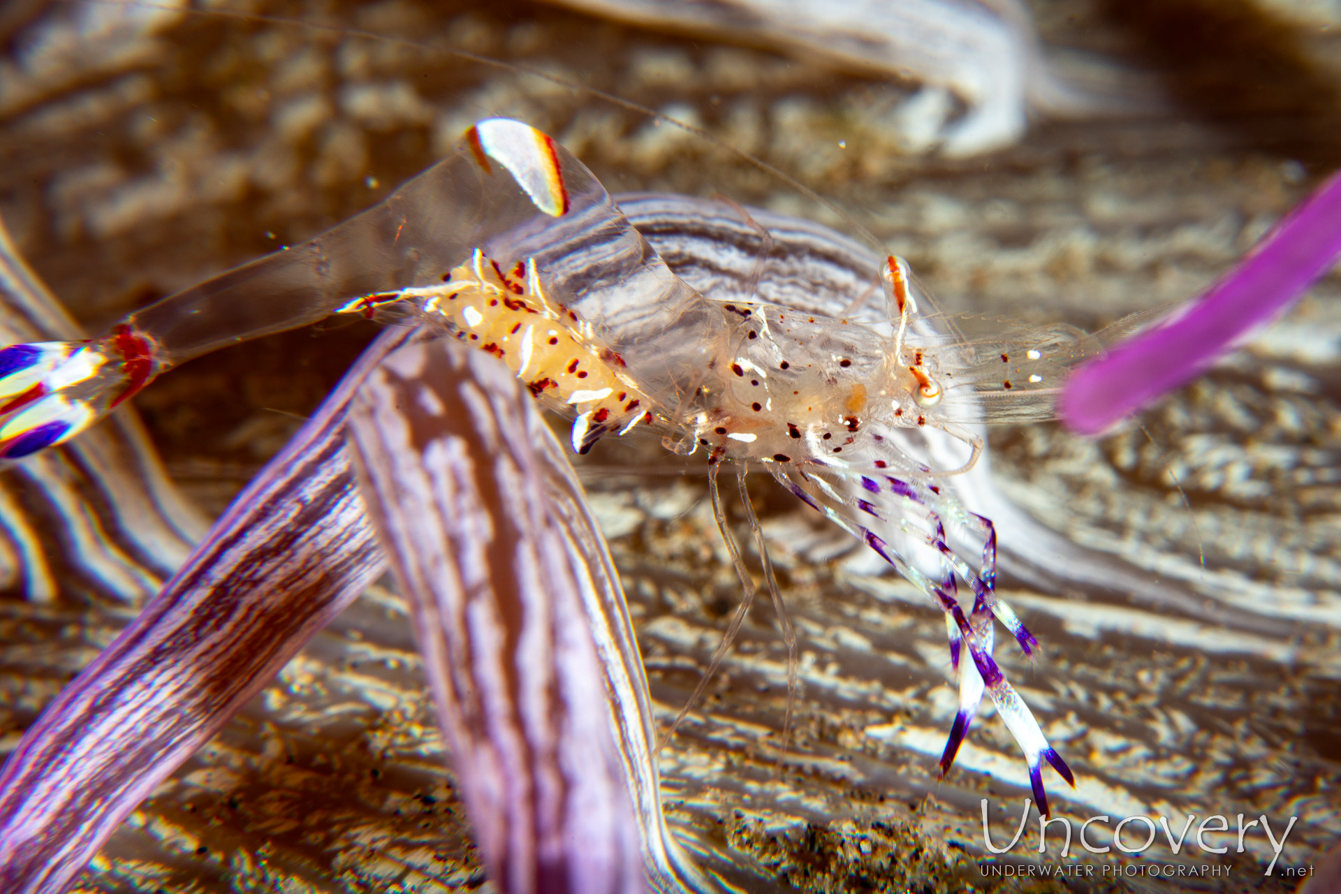 Holthus' Anemone Shrimp (ancylomenes Holthuisi), photo taken in Philippines, Negros Oriental, Dauin, Masaplod North
