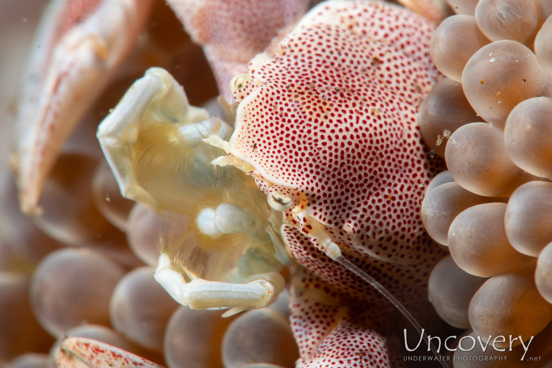 Spotted Porcelain Crab (neopetrolisthes Maculatus), photo taken in Philippines, Negros Oriental, Dauin, Masaplod North