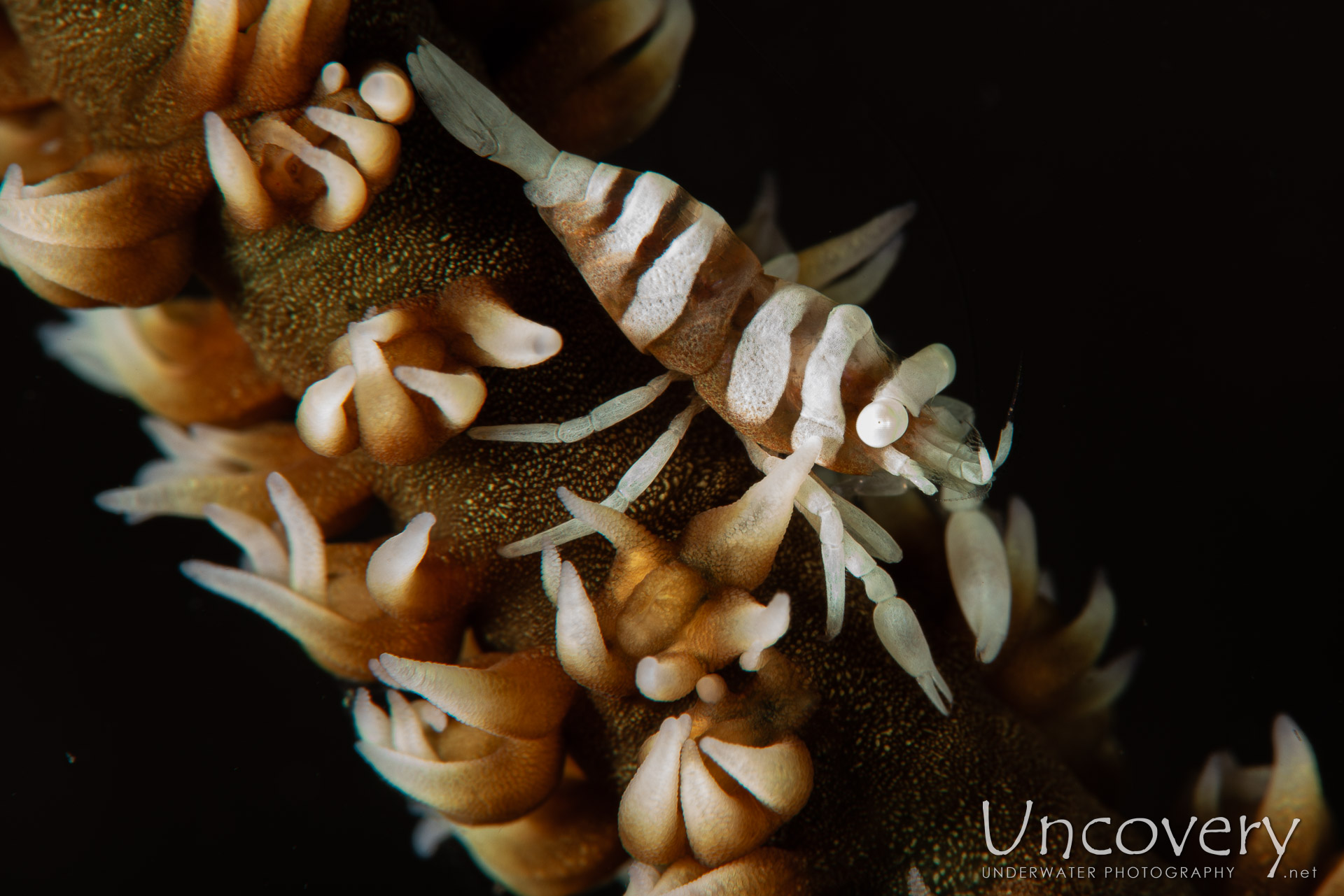 Anker's Whip Coral Shrimp (pontonides Ankeri), photo taken in Philippines, Negros Oriental, Dauin, Masaplod North