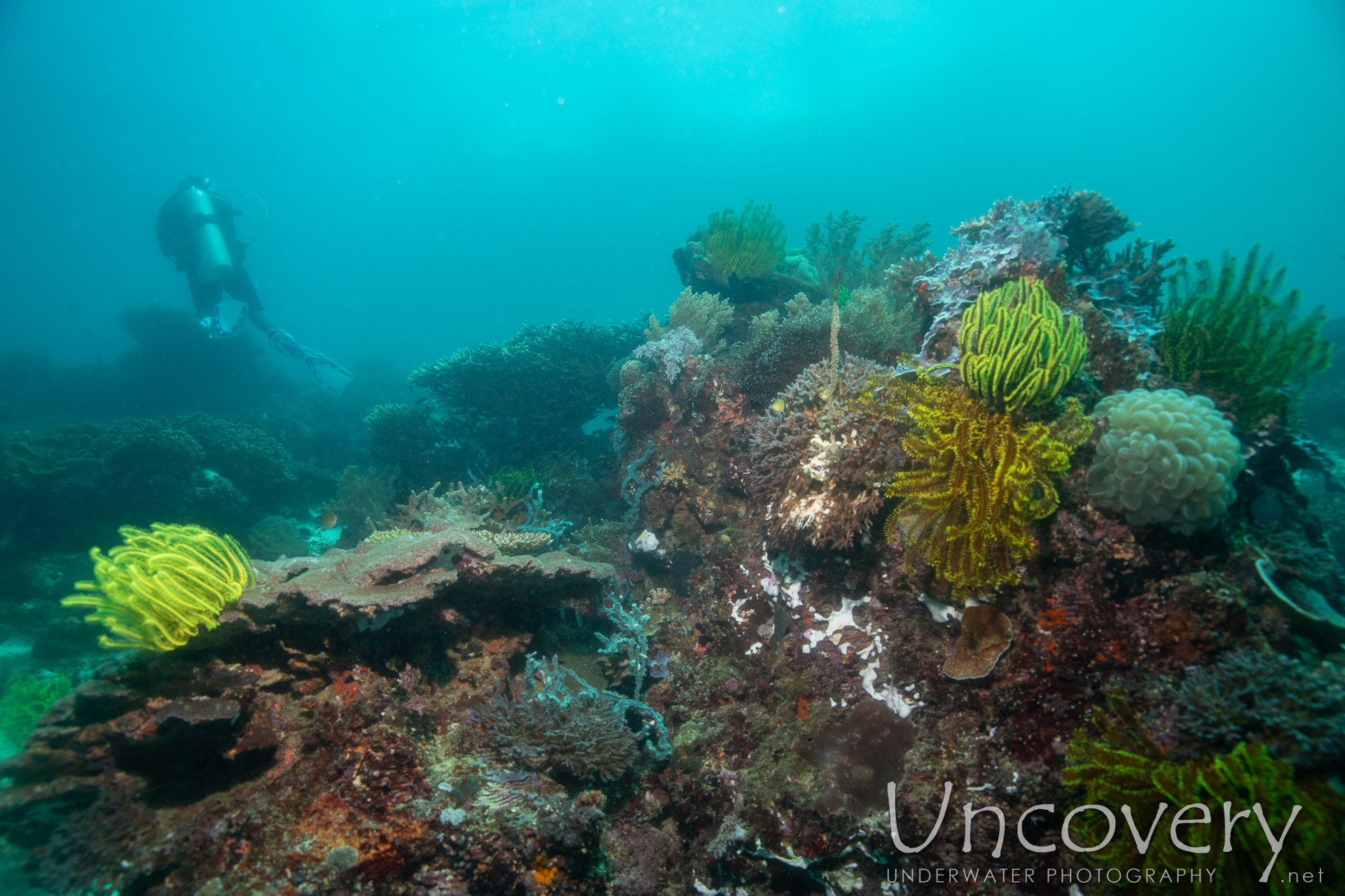 Coral, photo taken in Philippines, Negros Oriental, Apo Island, Rock Point East