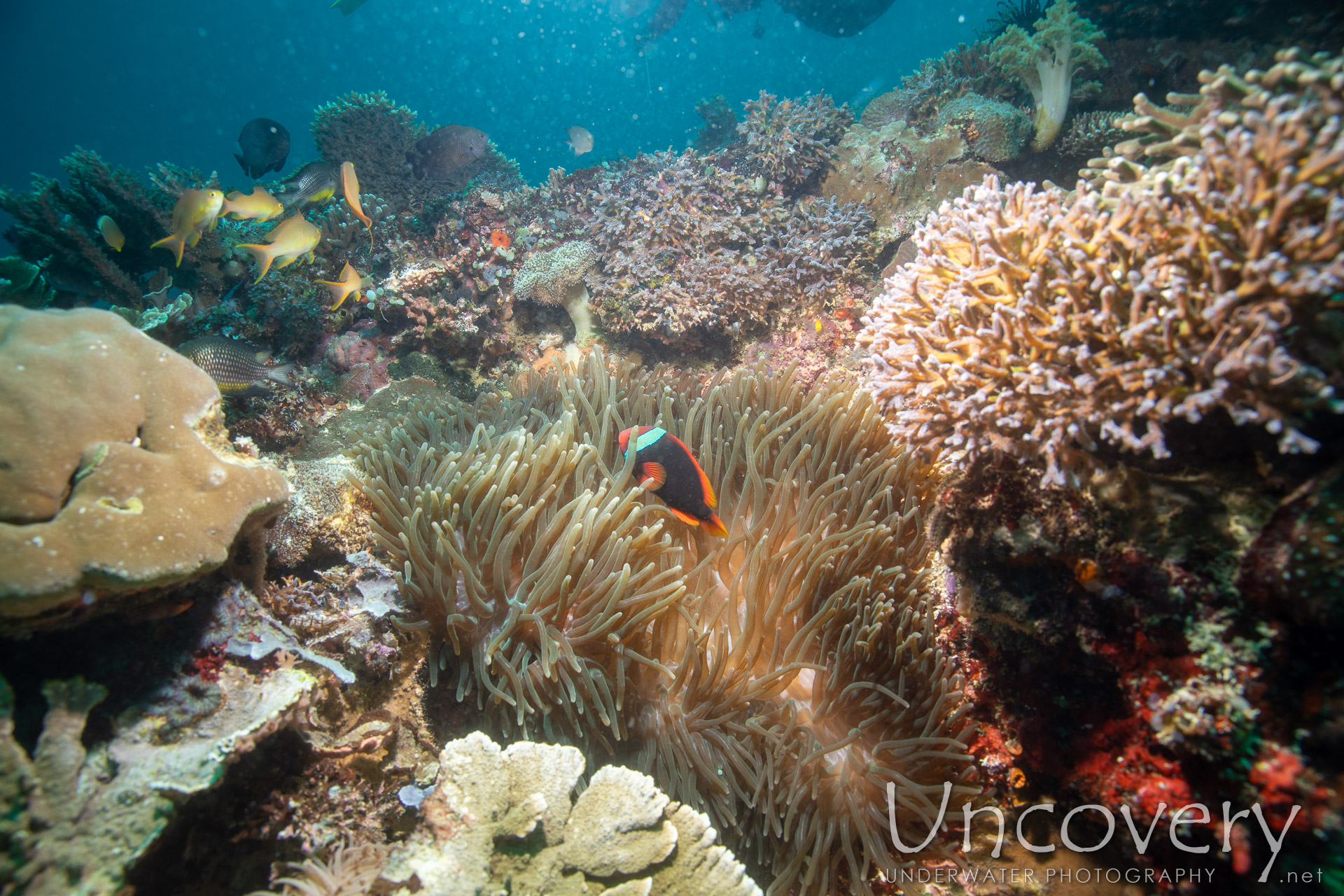 Coral, photo taken in Philippines, Negros Oriental, Apo Island, Rock Point East