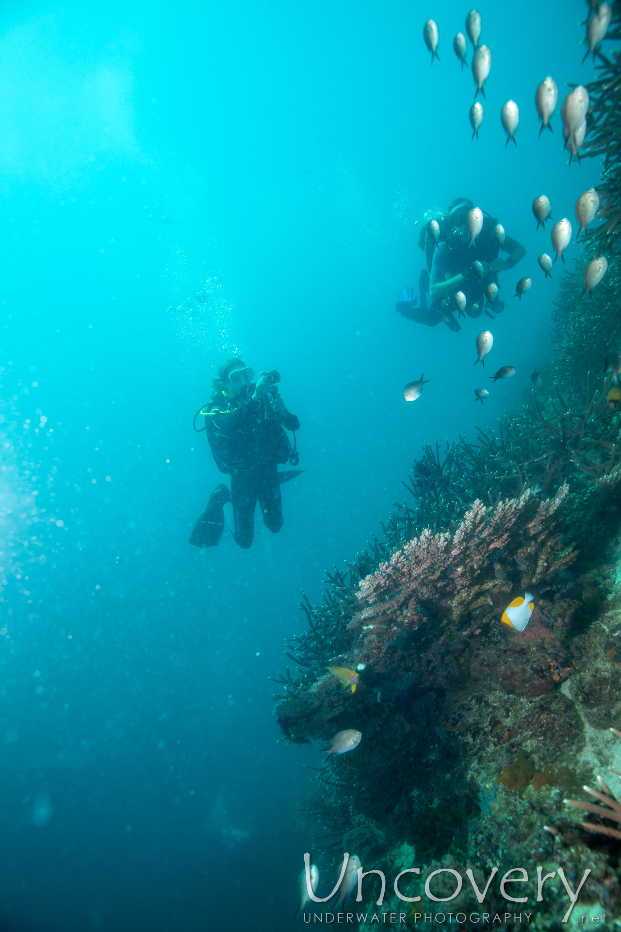 Coral, photo taken in Philippines, Negros Oriental, Apo Island, Rock Point East