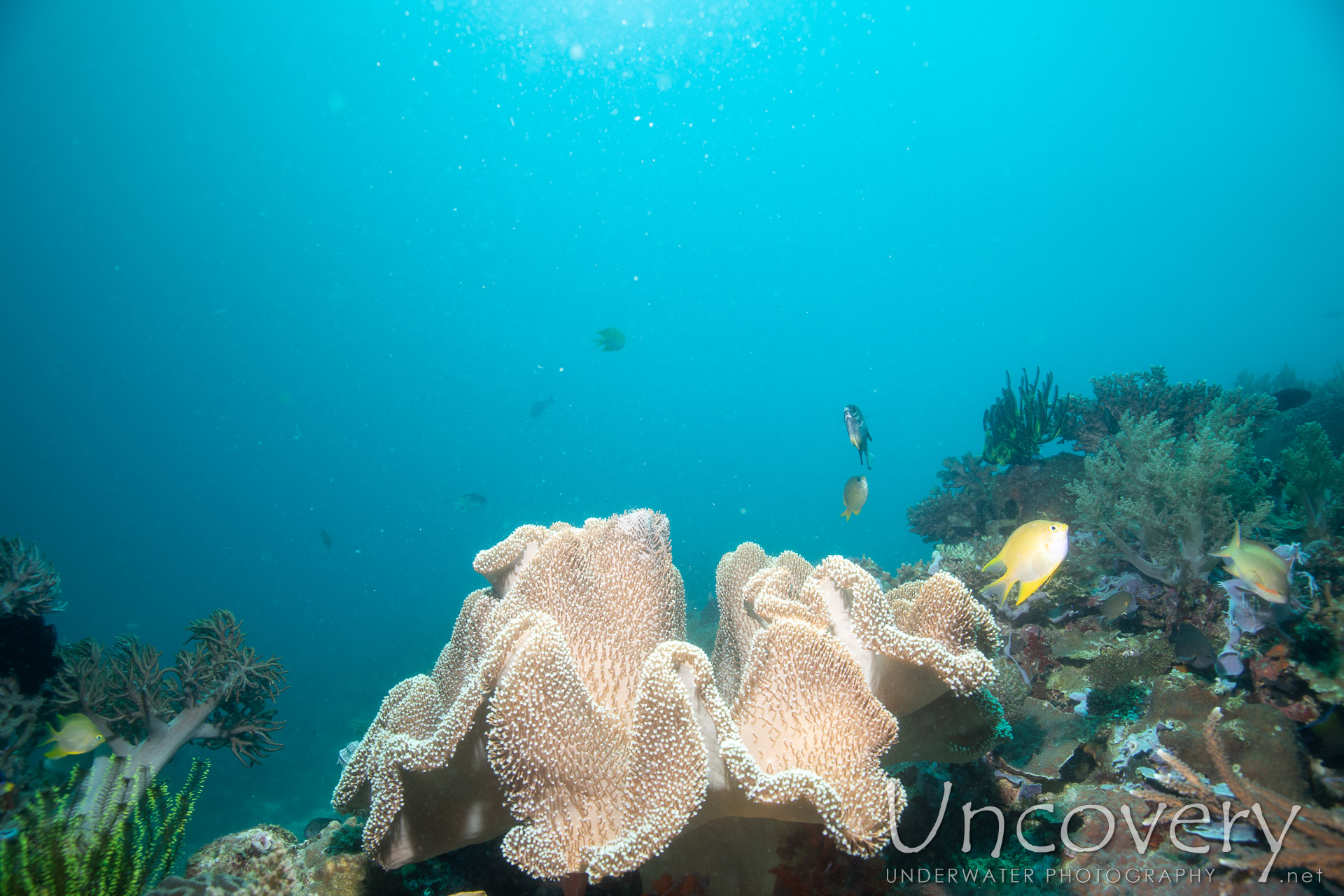 Coral, photo taken in Philippines, Negros Oriental, Apo Island, Rock Point East