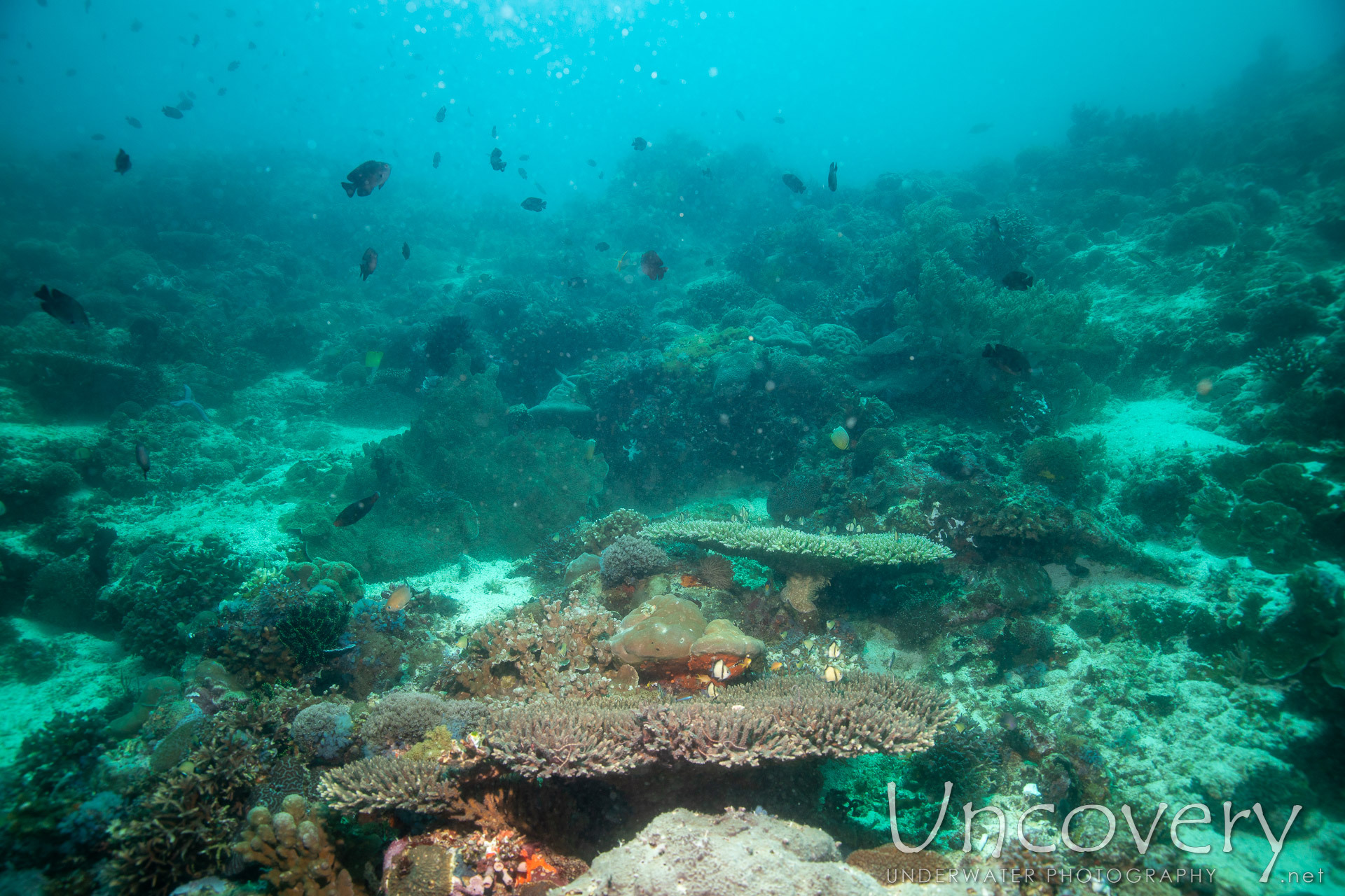 Coral, photo taken in Philippines, Negros Oriental, Apo Island, Rock Point East