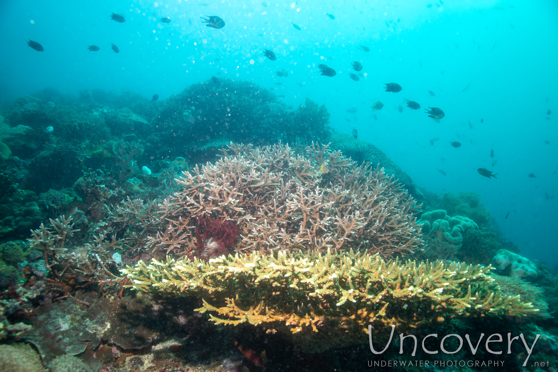 Coral, photo taken in Philippines, Negros Oriental, Apo Island, Rock Point East