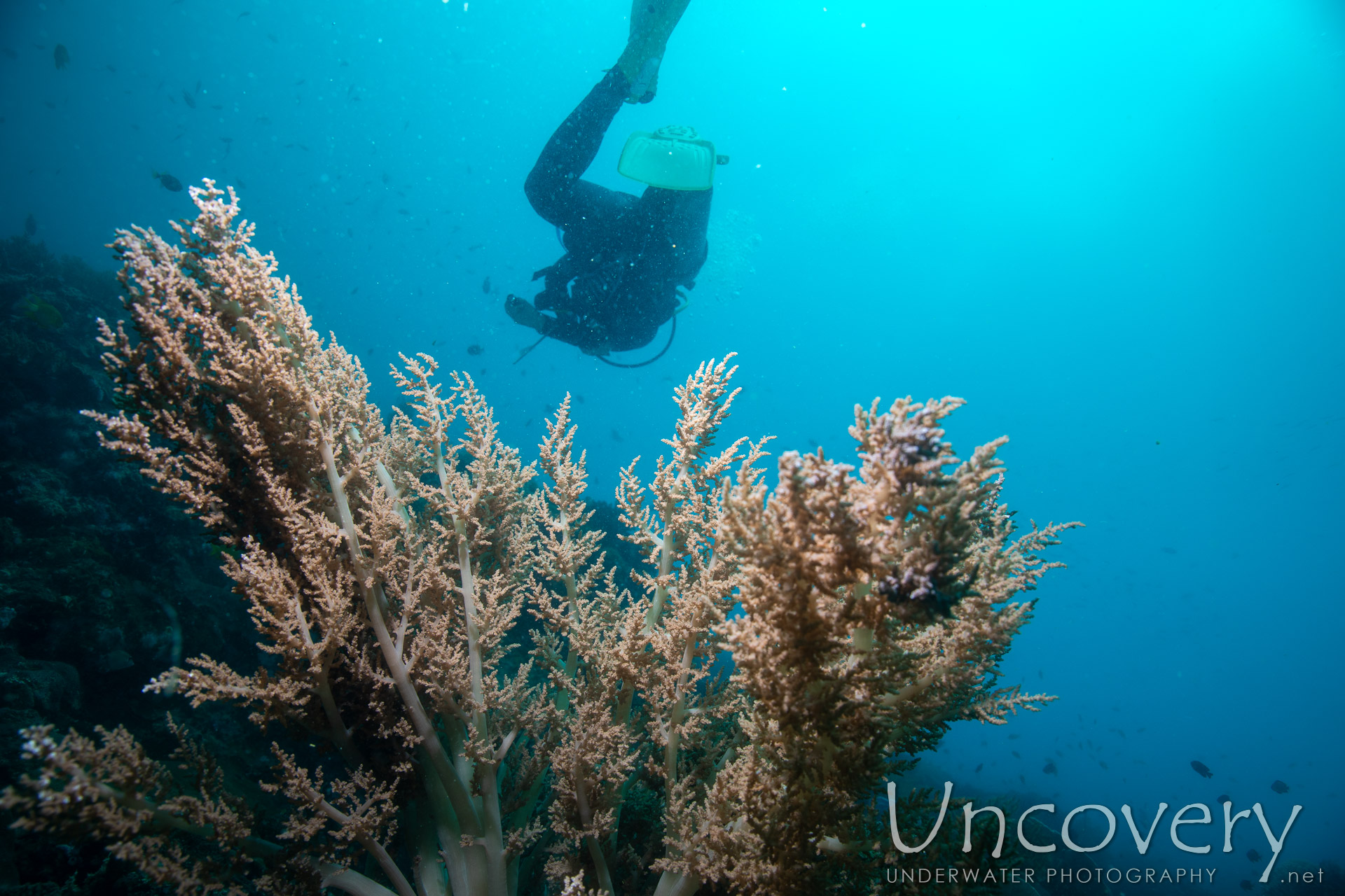 Coral, photo taken in Philippines, Negros Oriental, Apo Island, Rock Point East