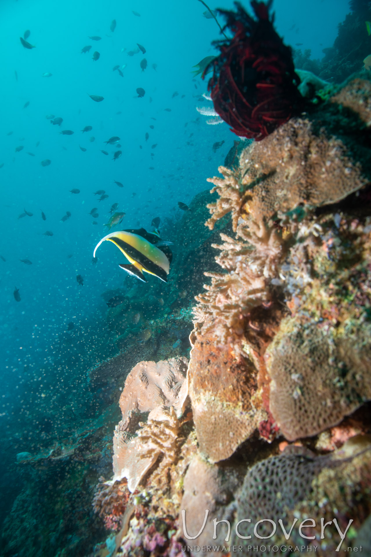 Coral, photo taken in Philippines, Negros Oriental, Apo Island, Rock Point East