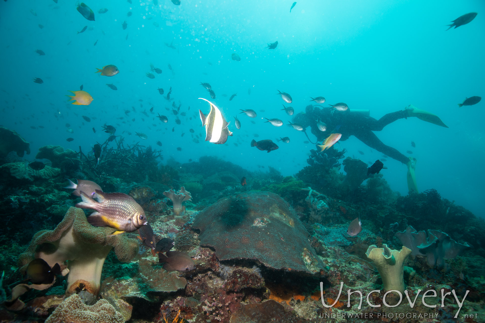 Coral, photo taken in Philippines, Negros Oriental, Apo Island, Rock Point East