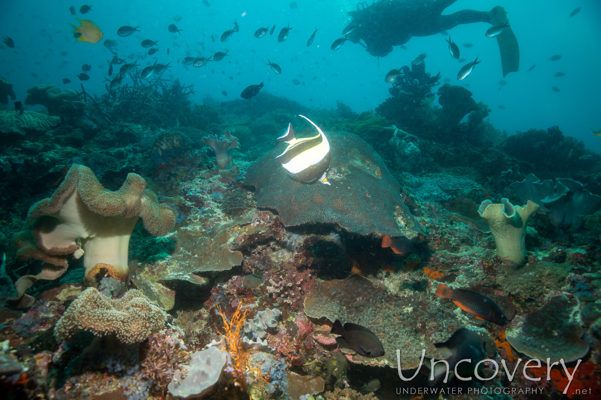 Coral, photo taken in Philippines, Negros Oriental, Apo Island, Rock Point East