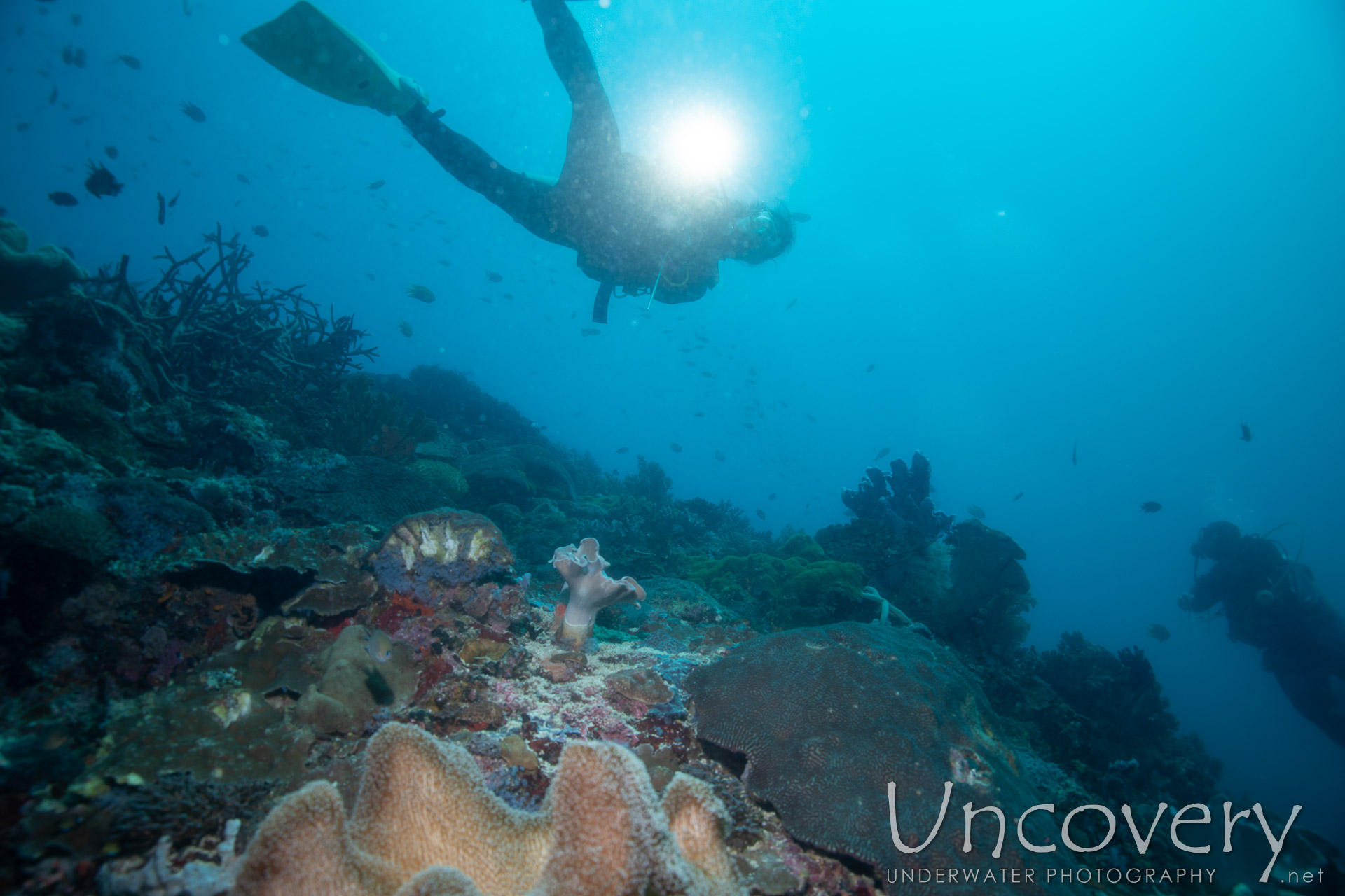 Coral, photo taken in Philippines, Negros Oriental, Apo Island, Rock Point East