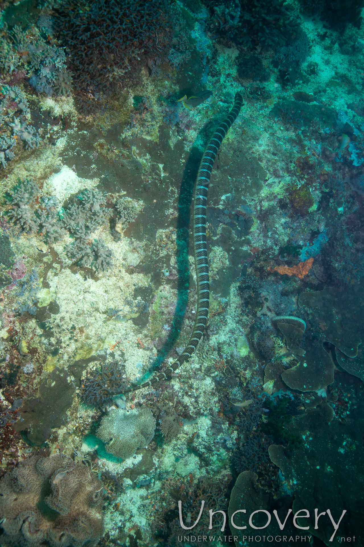 Banded Sea Krait (laticauda Colubrina), photo taken in Philippines, Negros Oriental, Apo Island, Rock Point East