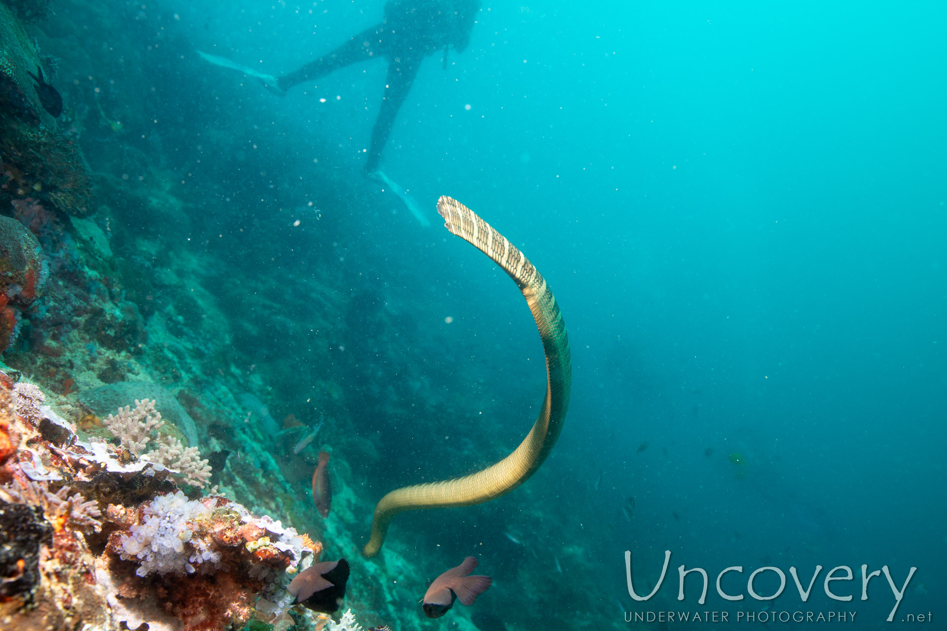 Banded Sea Krait (laticauda Colubrina), photo taken in Philippines, Negros Oriental, Apo Island, Rock Point East