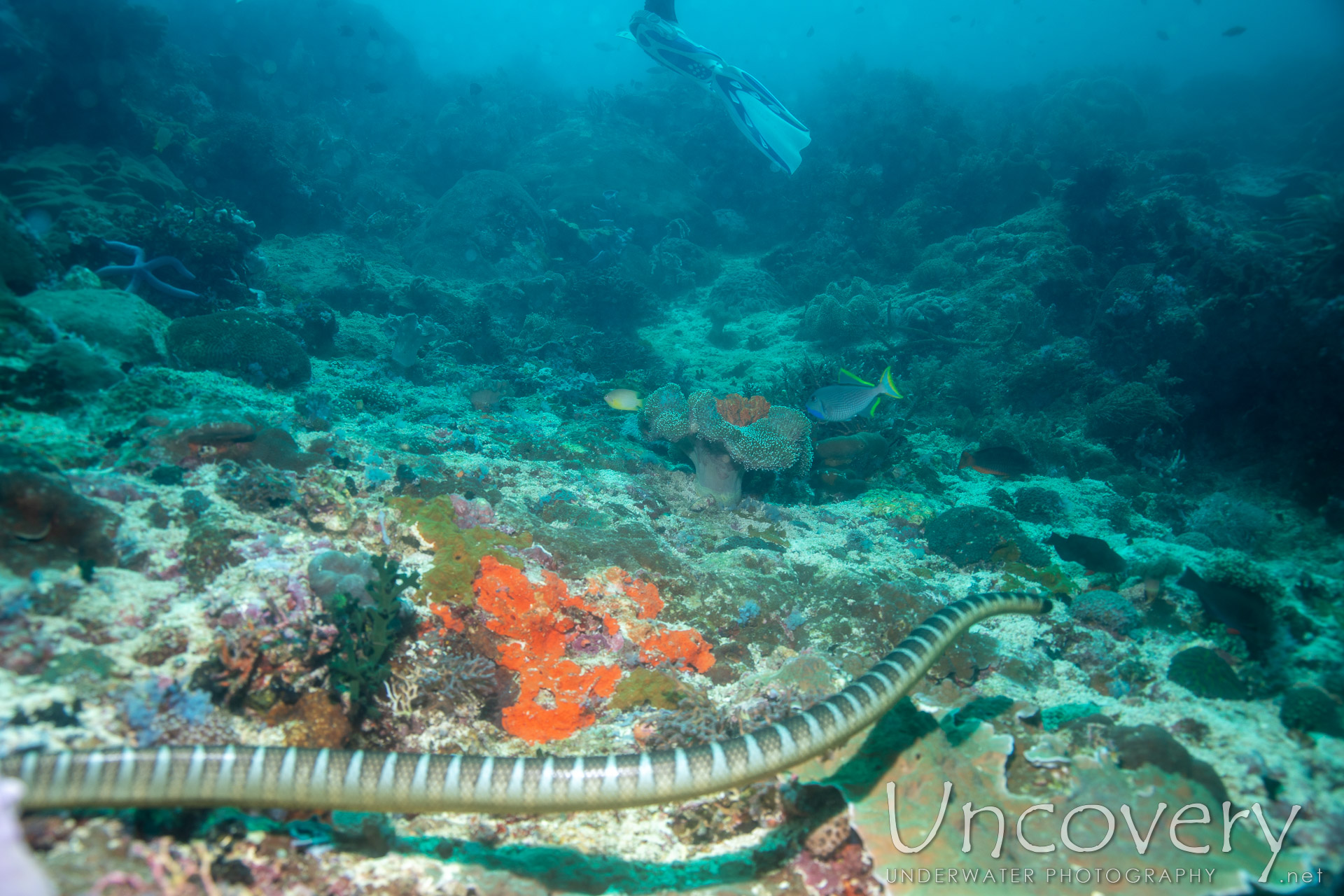 Banded Sea Krait (laticauda Colubrina), photo taken in Philippines, Negros Oriental, Apo Island, Rock Point East