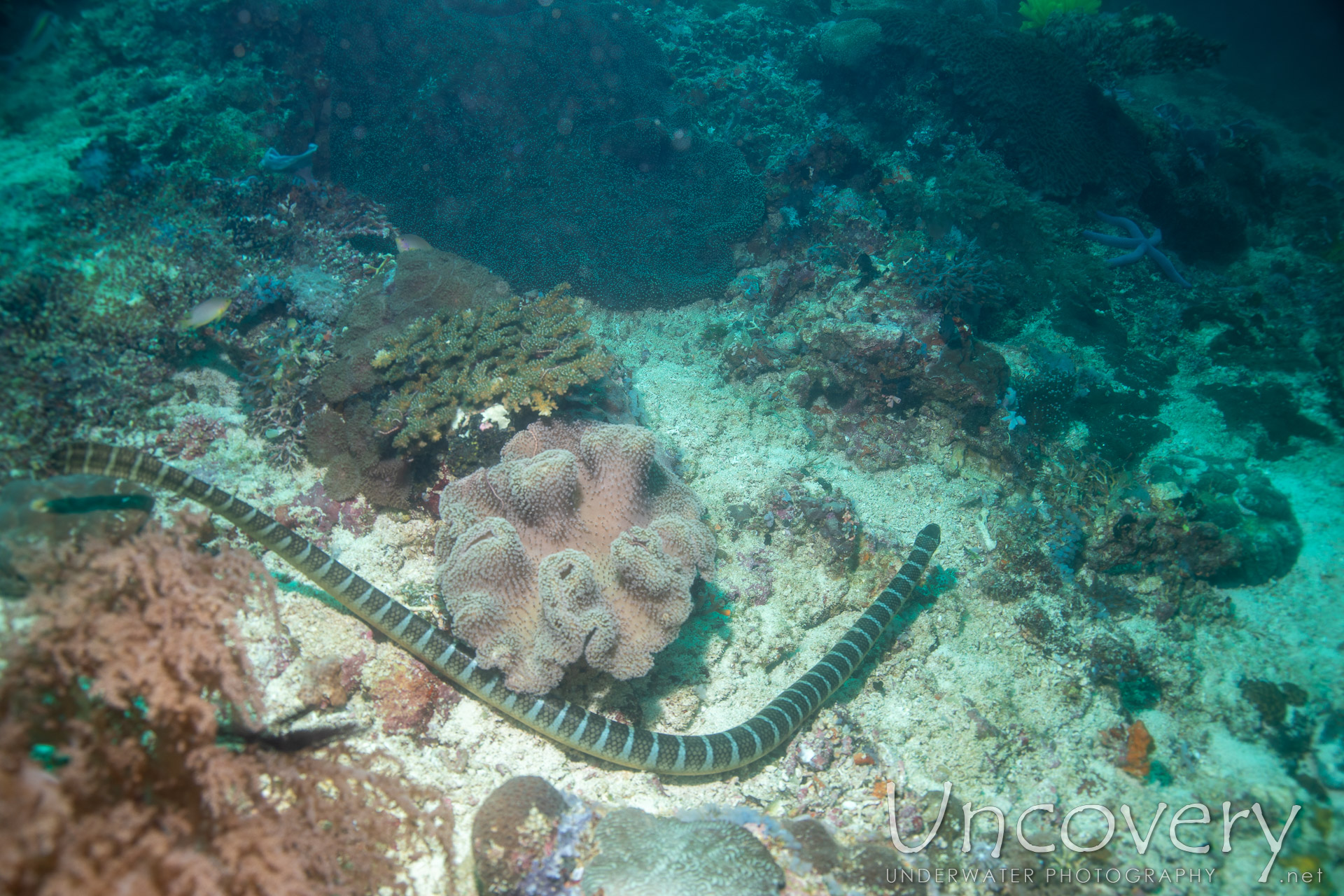 Banded Sea Krait (laticauda Colubrina), photo taken in Philippines, Negros Oriental, Apo Island, Rock Point East