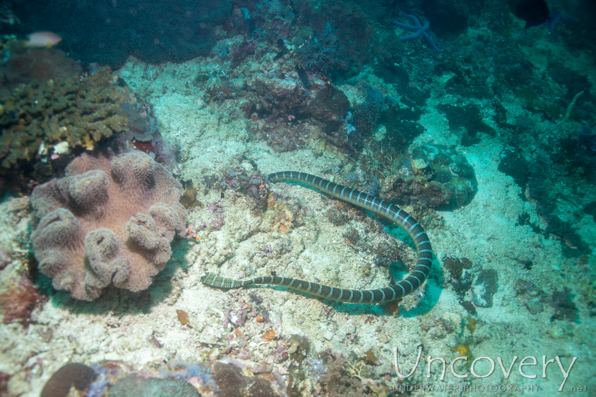 Banded Sea Krait (laticauda Colubrina), photo taken in Philippines, Negros Oriental, Apo Island, Rock Point East