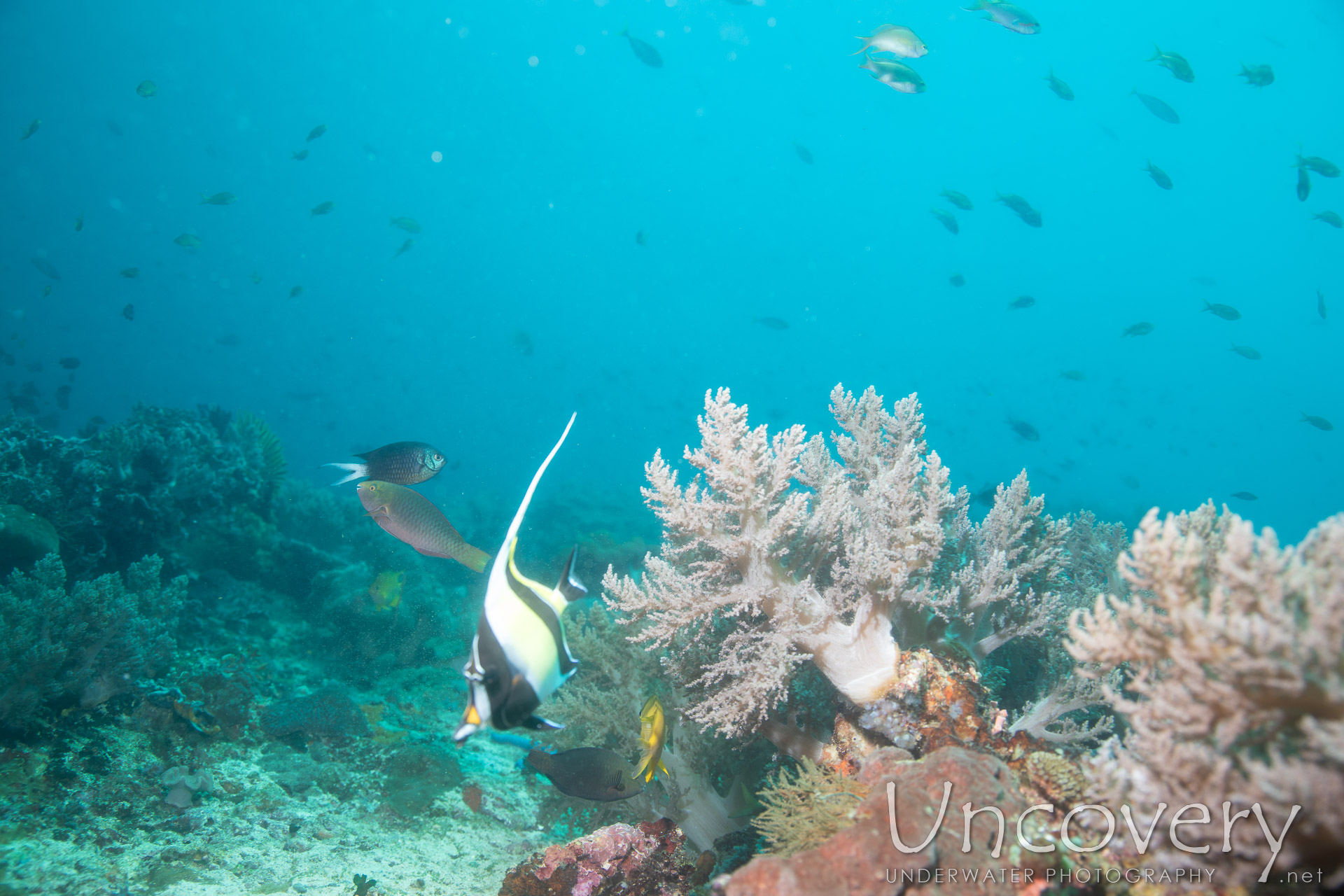 Coral, photo taken in Philippines, Negros Oriental, Apo Island, Rock Point East