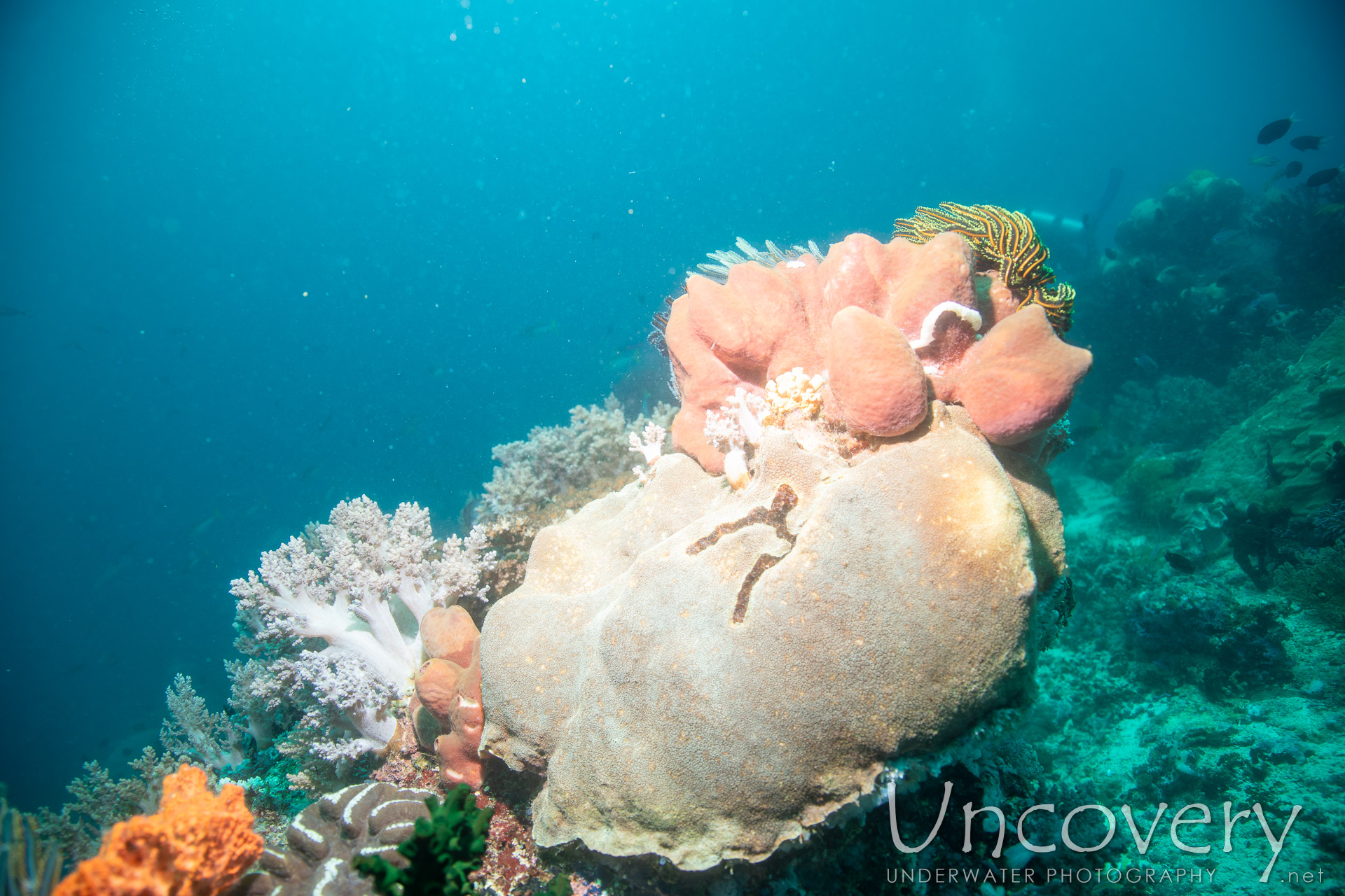 Coral, photo taken in Philippines, Negros Oriental, Apo Island, Rock Point East