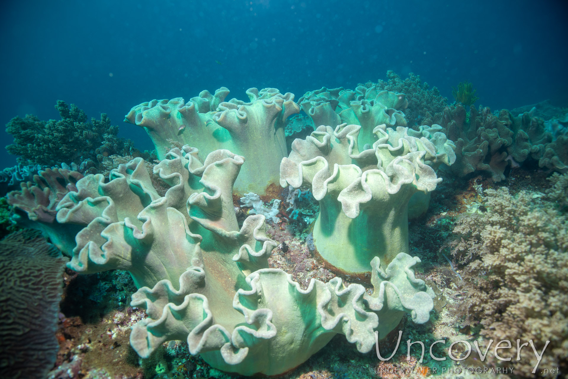 Coral, photo taken in Philippines, Negros Oriental, Apo Island, Rock Point East