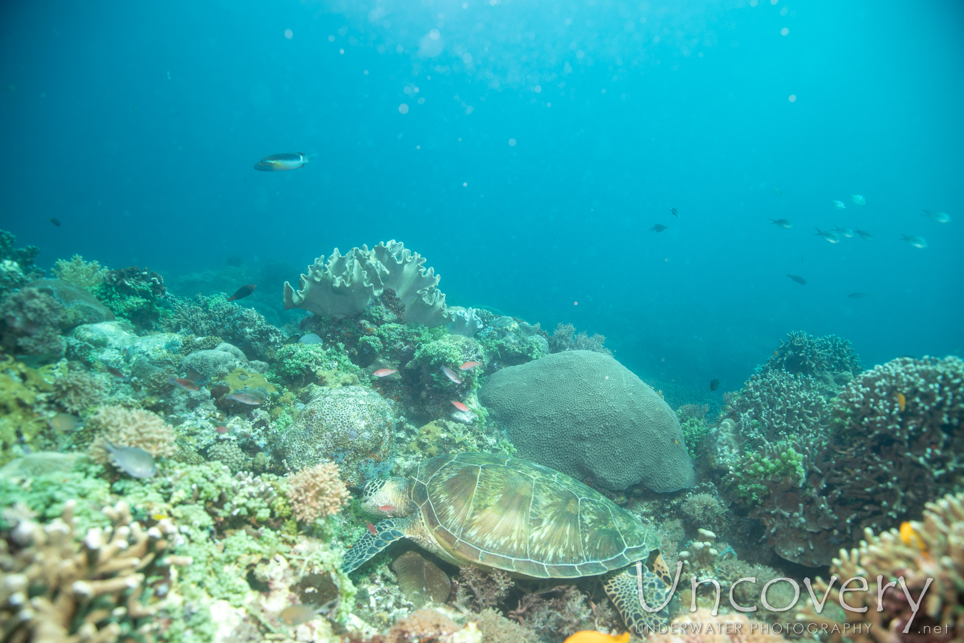 Green Sea Turtle (chelonia Mydas), photo taken in Philippines, Negros Oriental, Apo Island, Rock Point East