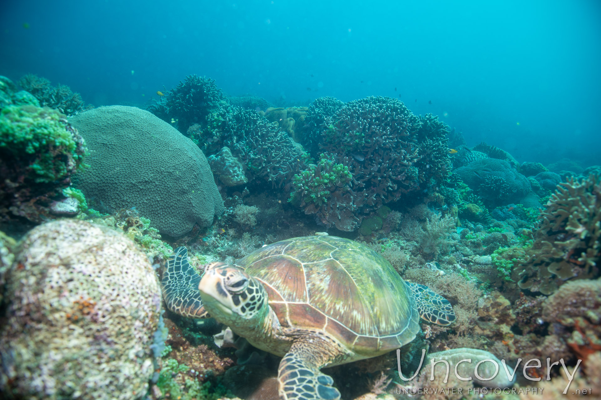 Green Sea Turtle (chelonia Mydas), photo taken in Philippines, Negros Oriental, Apo Island, Rock Point East