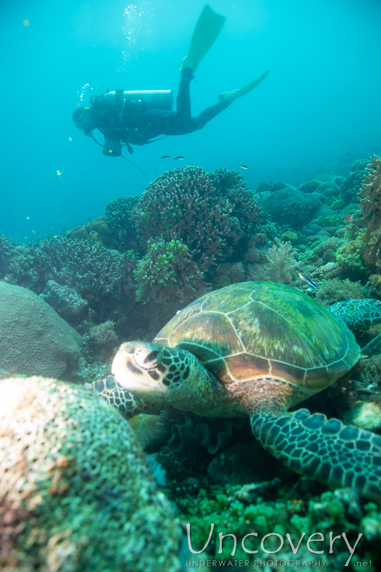 Green Sea Turtle (chelonia Mydas), photo taken in Philippines, Negros Oriental, Apo Island, Rock Point East