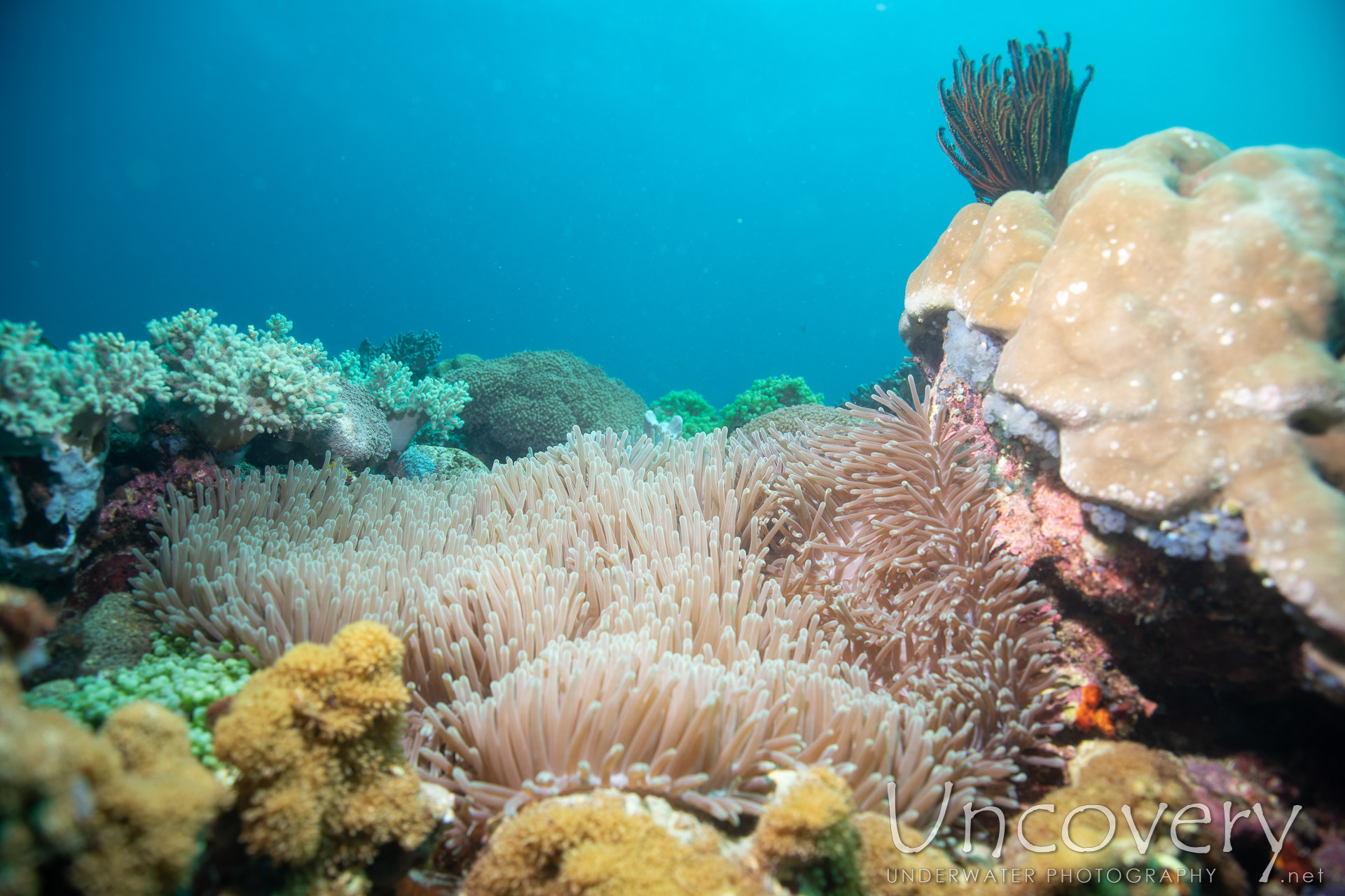 Coral, photo taken in Philippines, Negros Oriental, Apo Island, Rock Point East