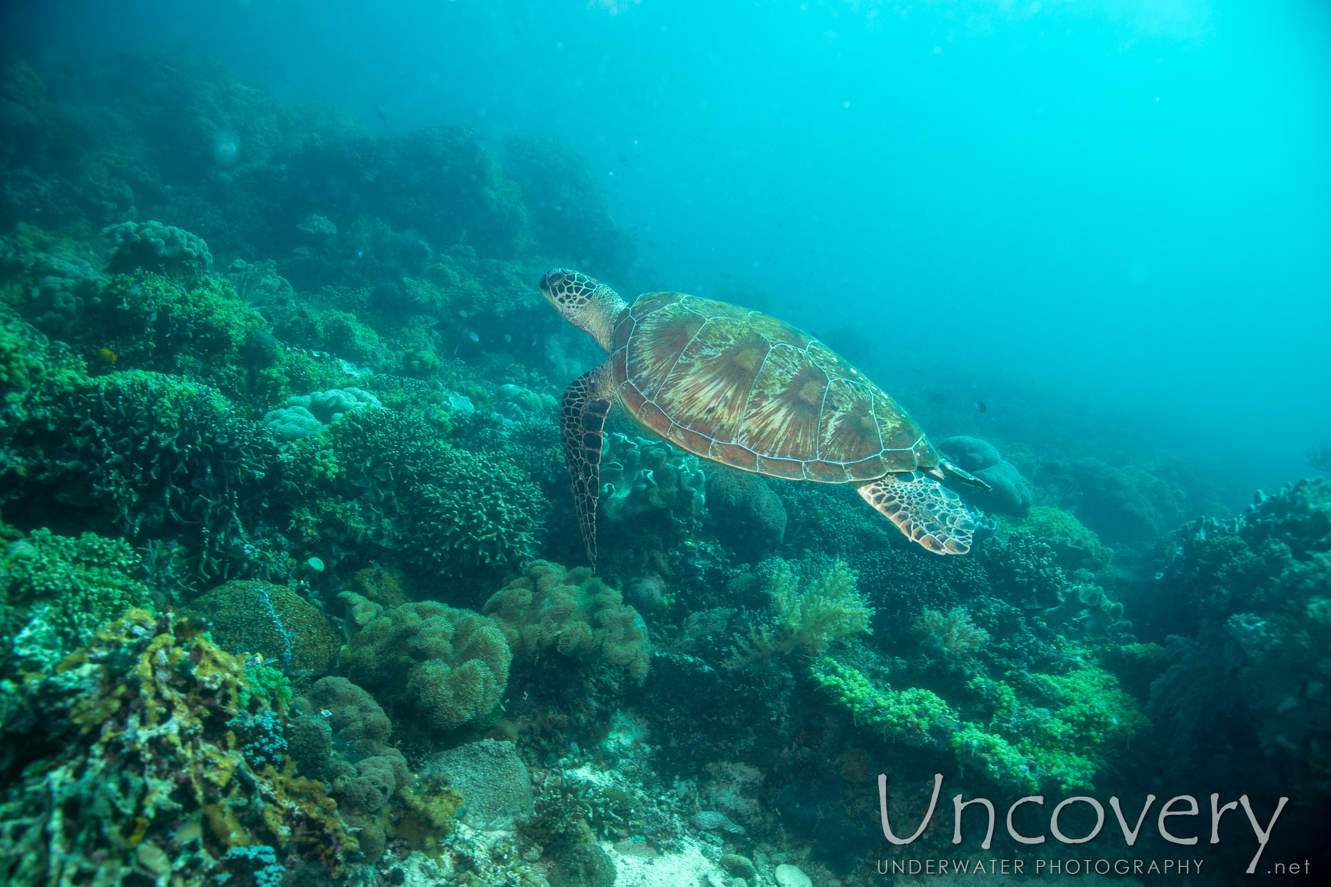 Green Sea Turtle (chelonia Mydas), photo taken in Philippines, Negros Oriental, Apo Island, Rock Point East