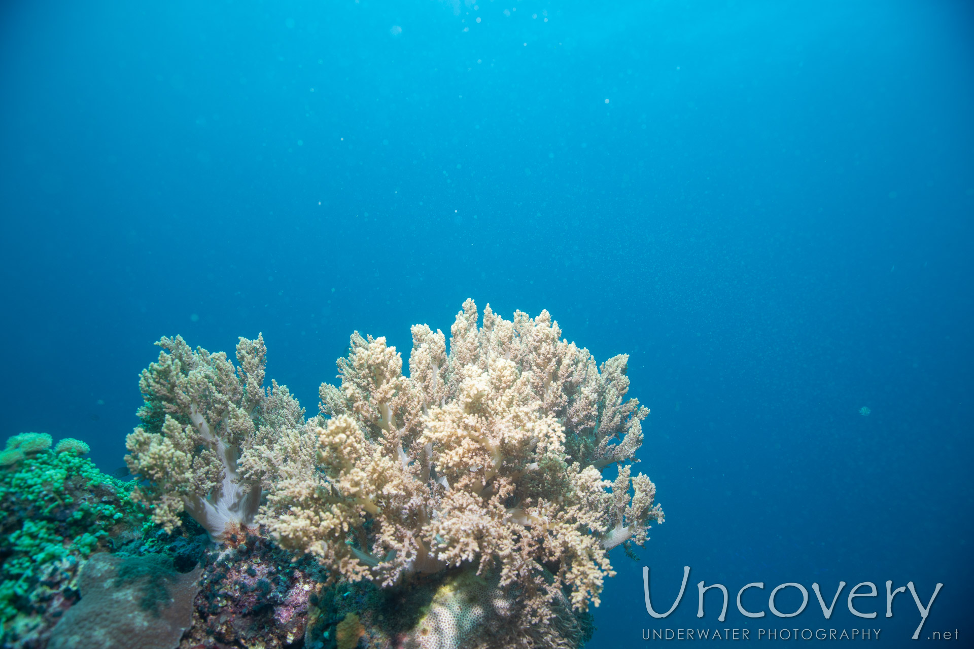 Coral, photo taken in Philippines, Negros Oriental, Apo Island, Rock Point East