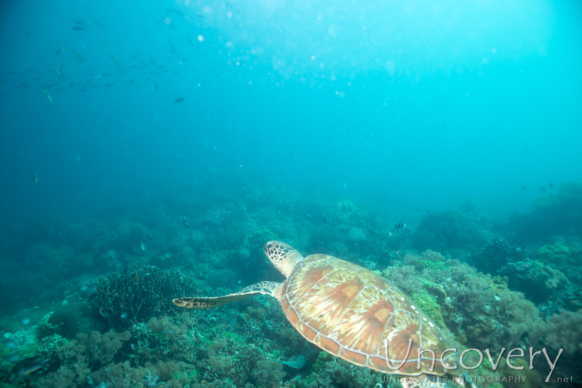 Green Sea Turtle (chelonia Mydas), photo taken in Philippines, Negros Oriental, Apo Island, Rock Point East