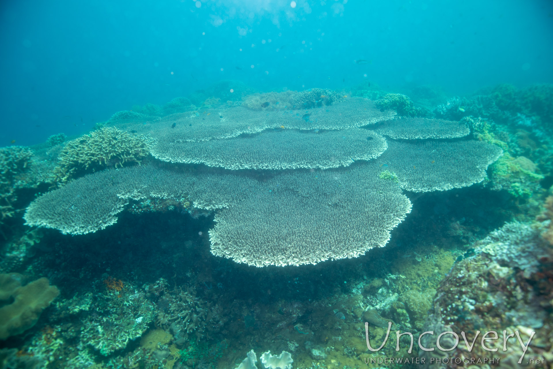 Coral, photo taken in Philippines, Negros Oriental, Apo Island, Rock Point East