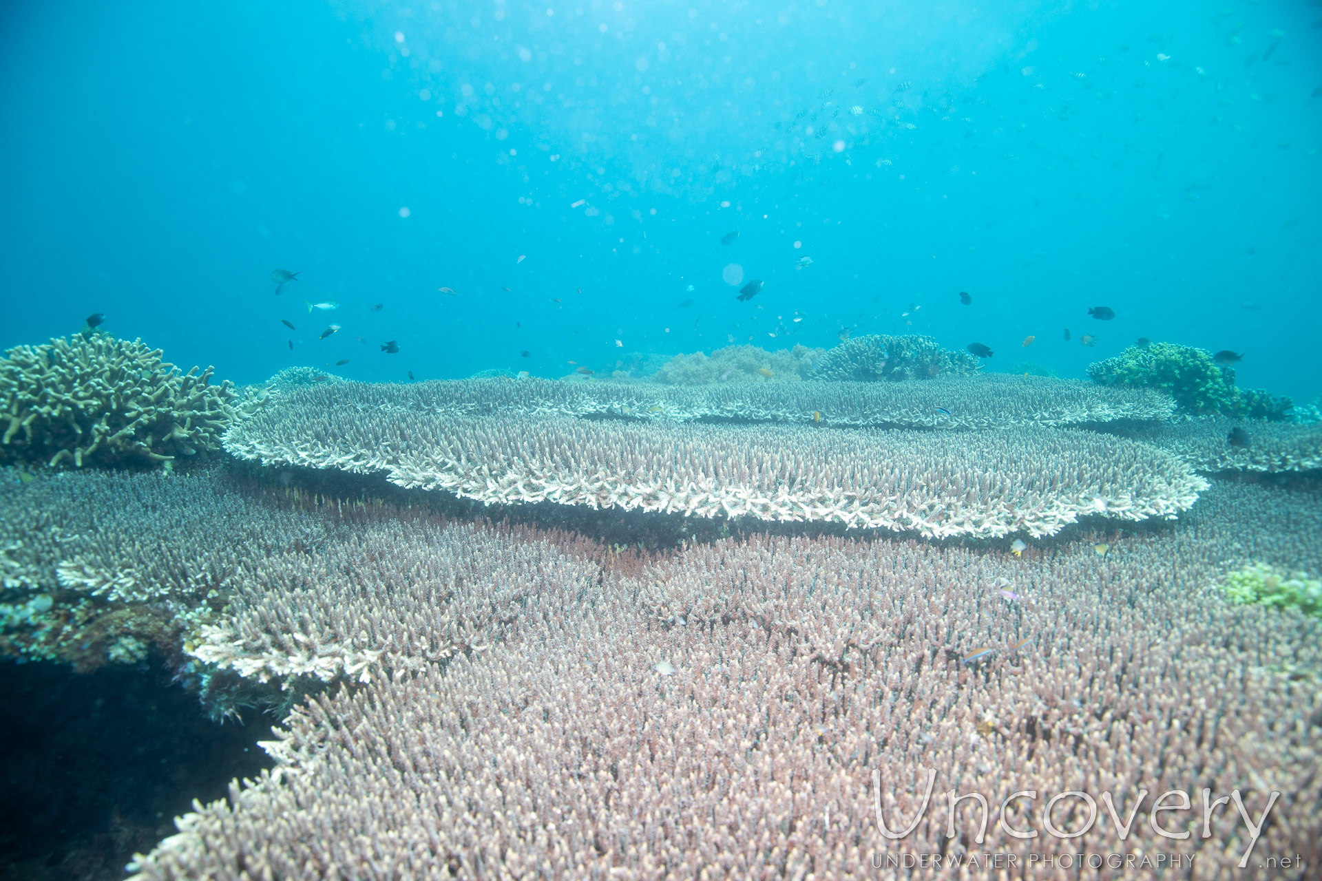 Coral, photo taken in Philippines, Negros Oriental, Apo Island, Rock Point East