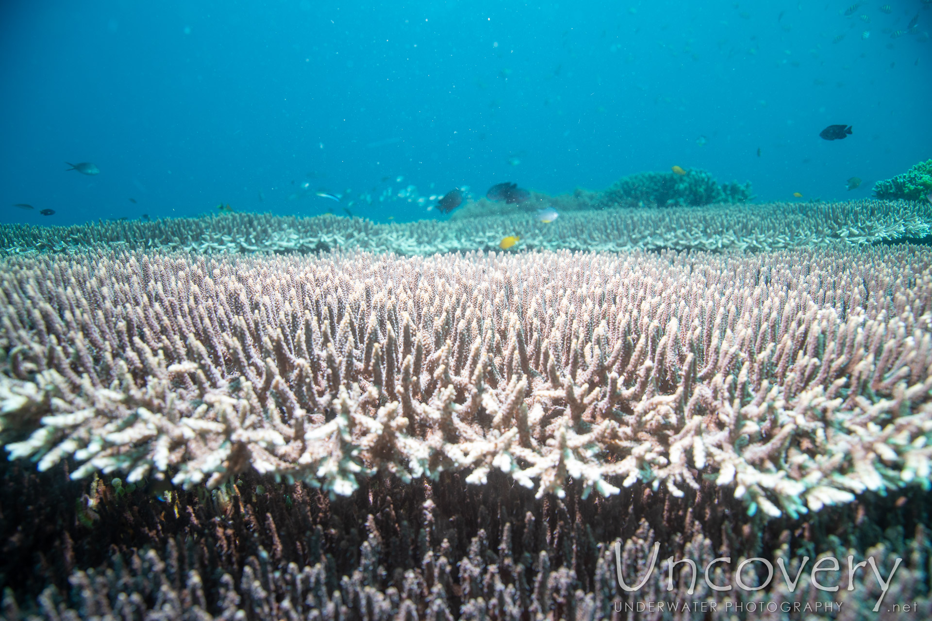 Coral, photo taken in Philippines, Negros Oriental, Apo Island, Rock Point East