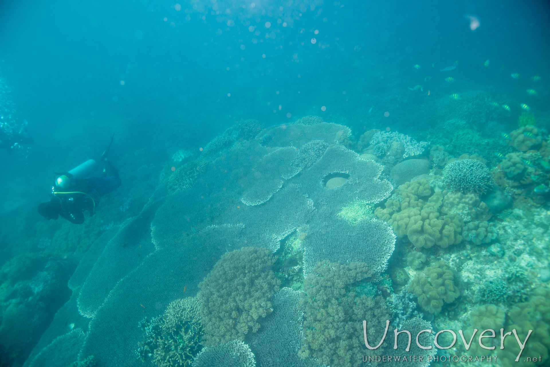 Coral, photo taken in Philippines, Negros Oriental, Apo Island, Rock Point East