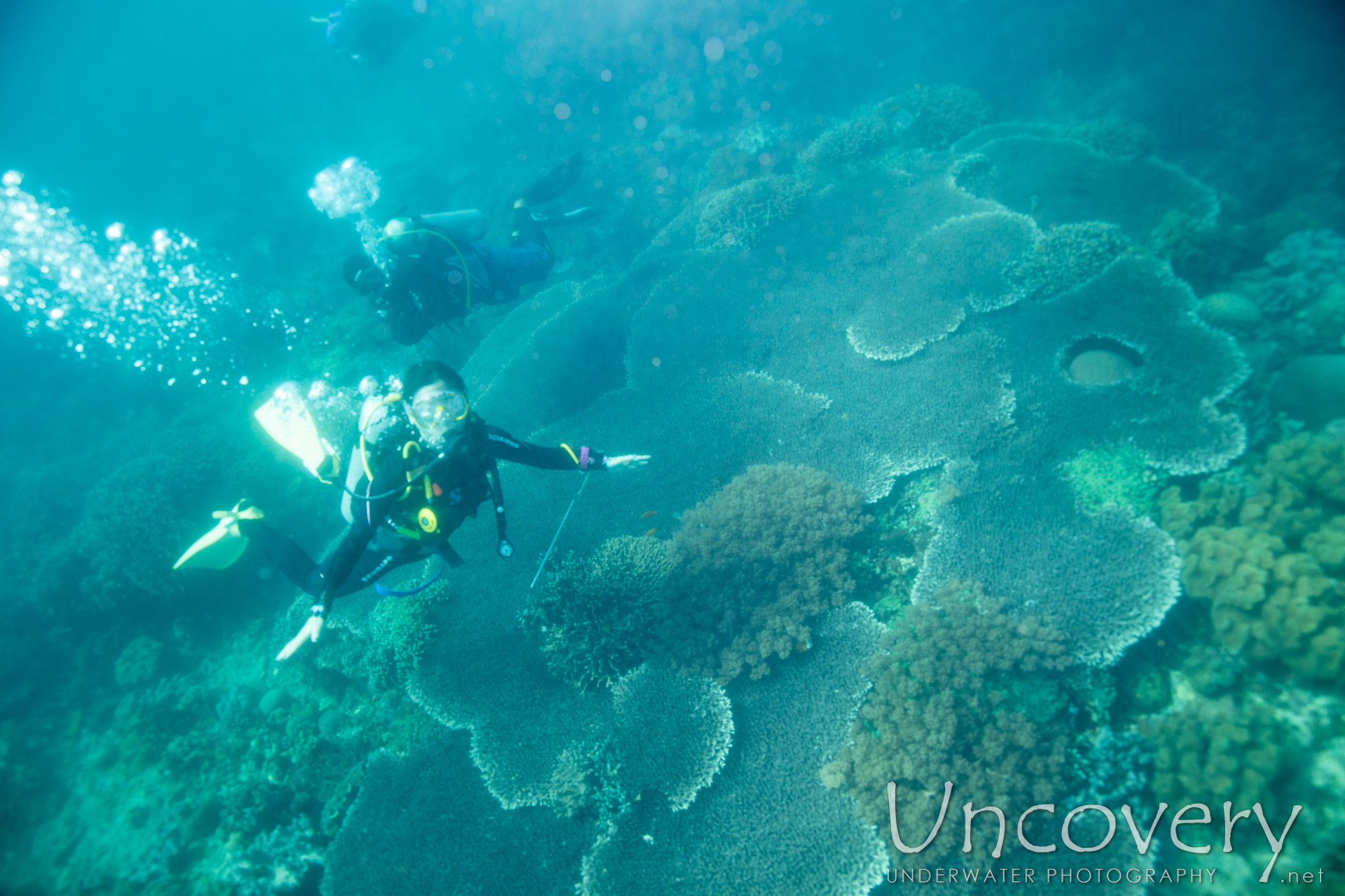 Coral, photo taken in Philippines, Negros Oriental, Apo Island, Rock Point East