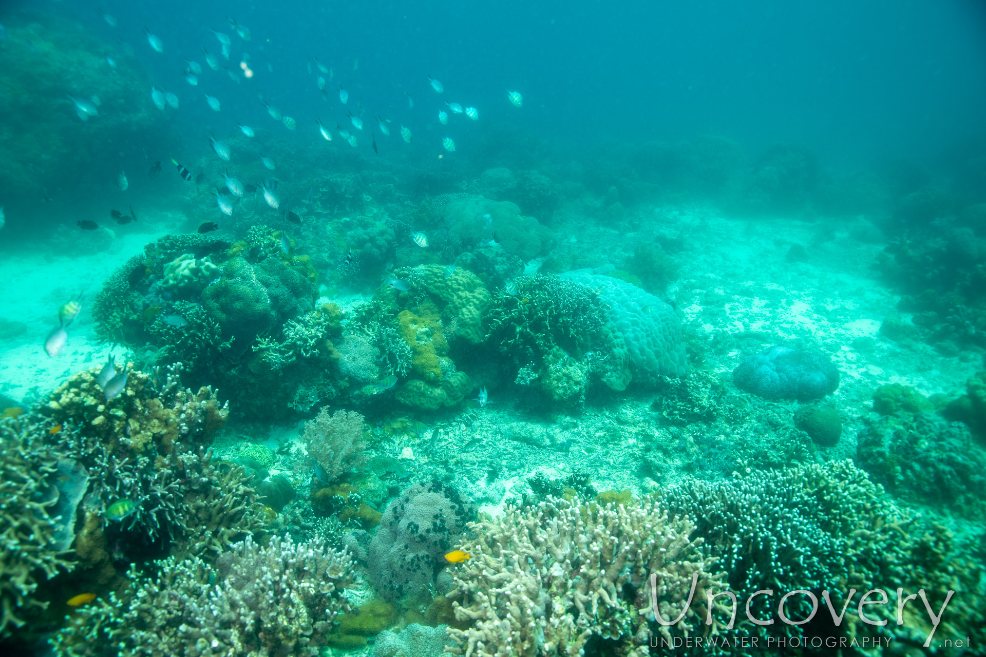 Coral, photo taken in Philippines, Negros Oriental, Apo Island, Chapel Point