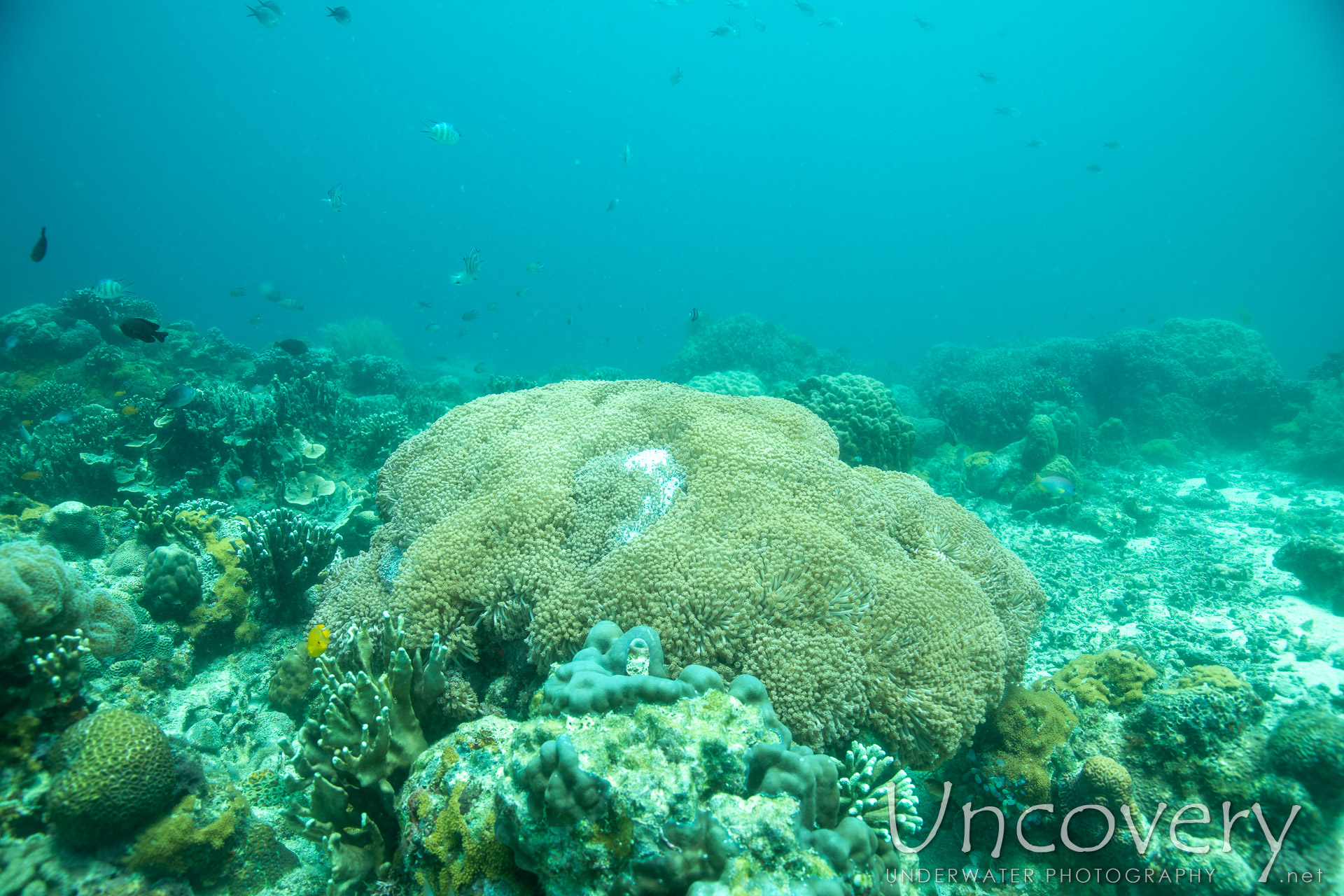 Coral, photo taken in Philippines, Negros Oriental, Apo Island, Chapel Point