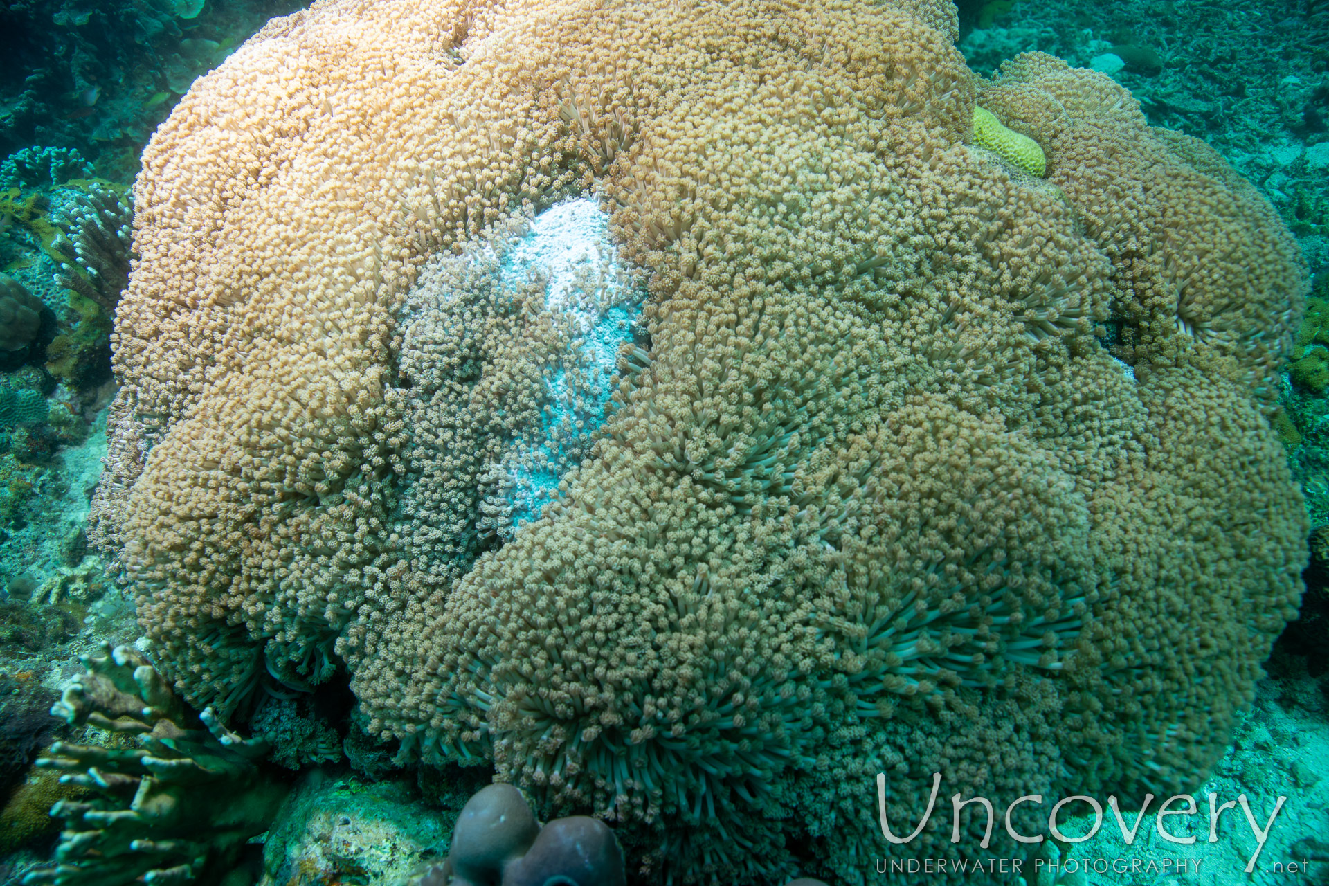 Coral, photo taken in Philippines, Negros Oriental, Apo Island, Chapel Point