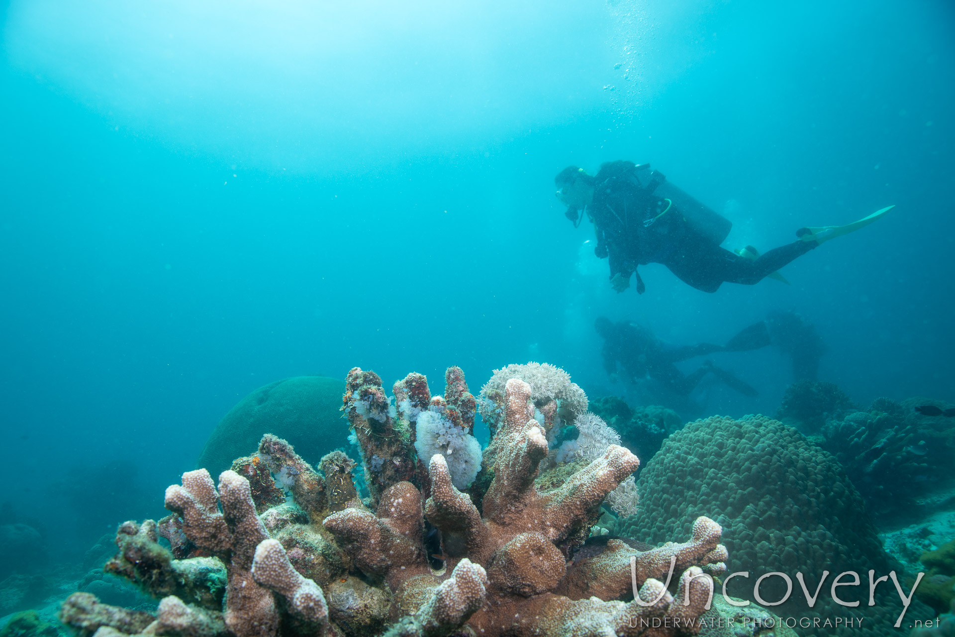 Coral, photo taken in Philippines, Negros Oriental, Apo Island, Chapel Point