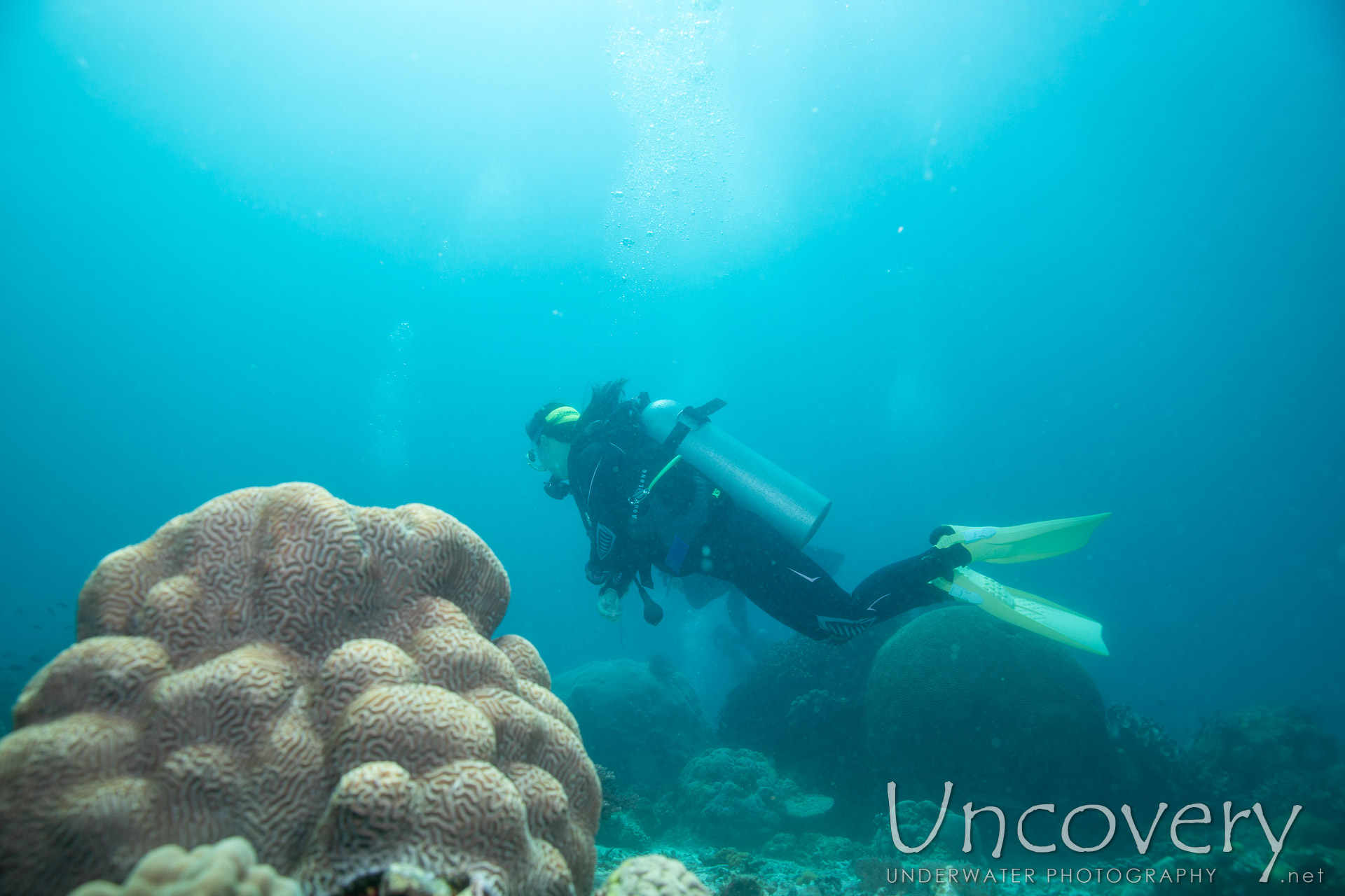 Coral, photo taken in Philippines, Negros Oriental, Apo Island, Chapel Point