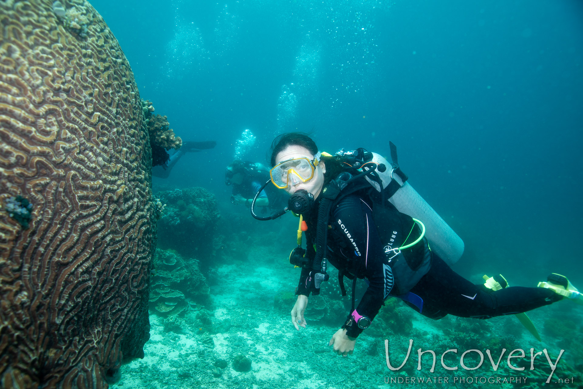 Coral, photo taken in Philippines, Negros Oriental, Apo Island, Chapel Point