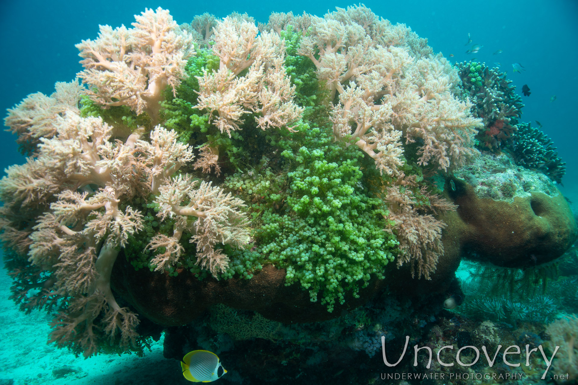 Coral, photo taken in Philippines, Negros Oriental, Apo Island, Chapel Point