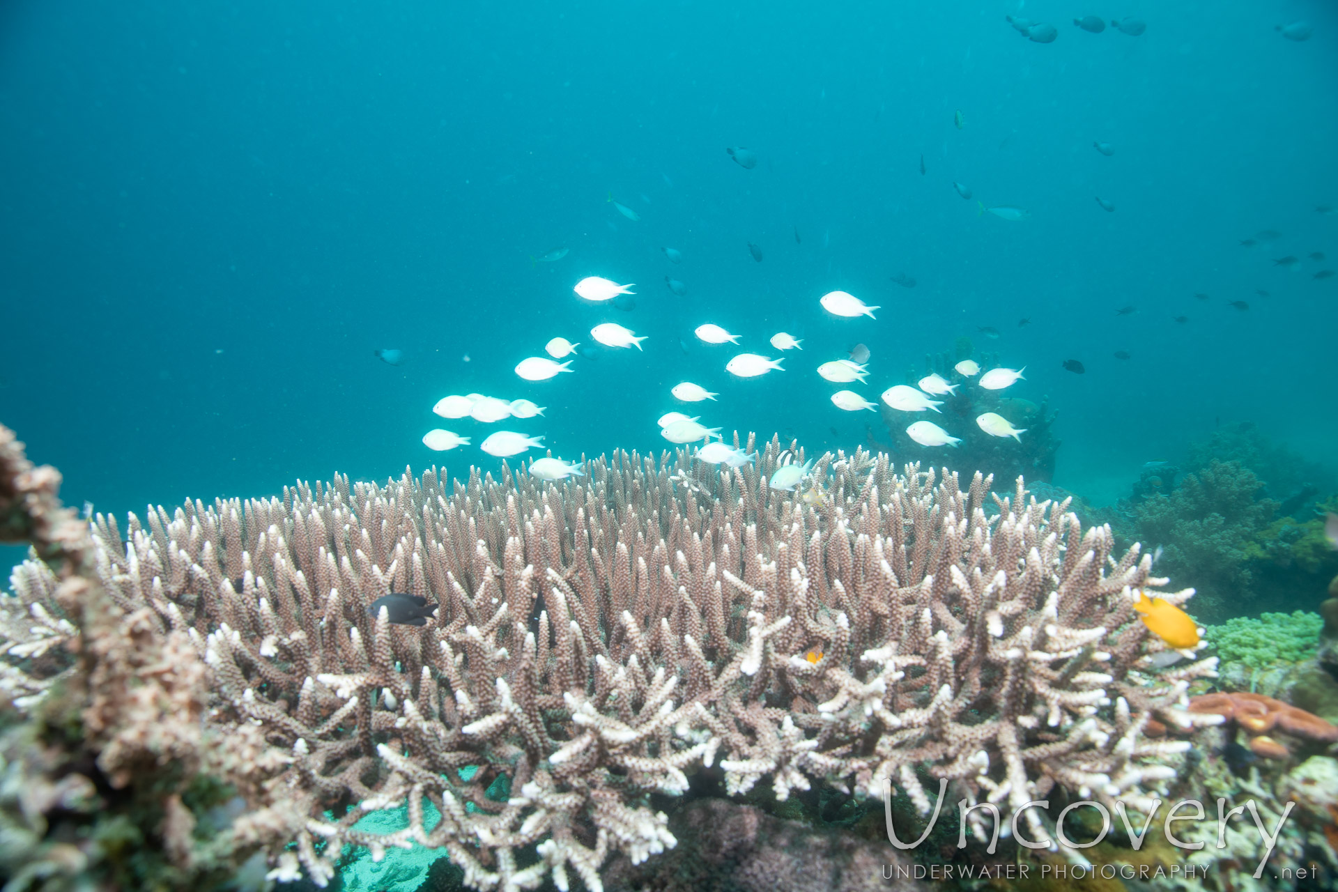 Coral, photo taken in Philippines, Negros Oriental, Apo Island, Chapel Point