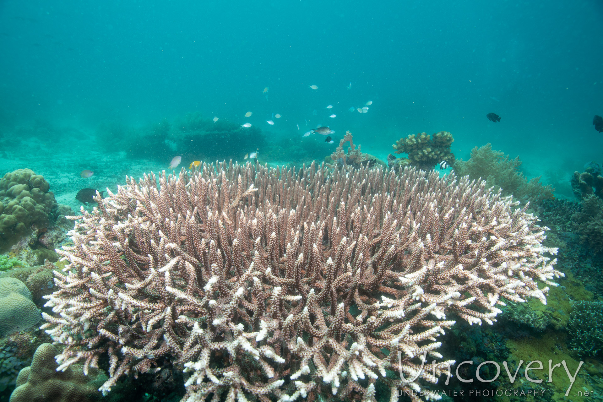 Coral, photo taken in Philippines, Negros Oriental, Apo Island, Chapel Point