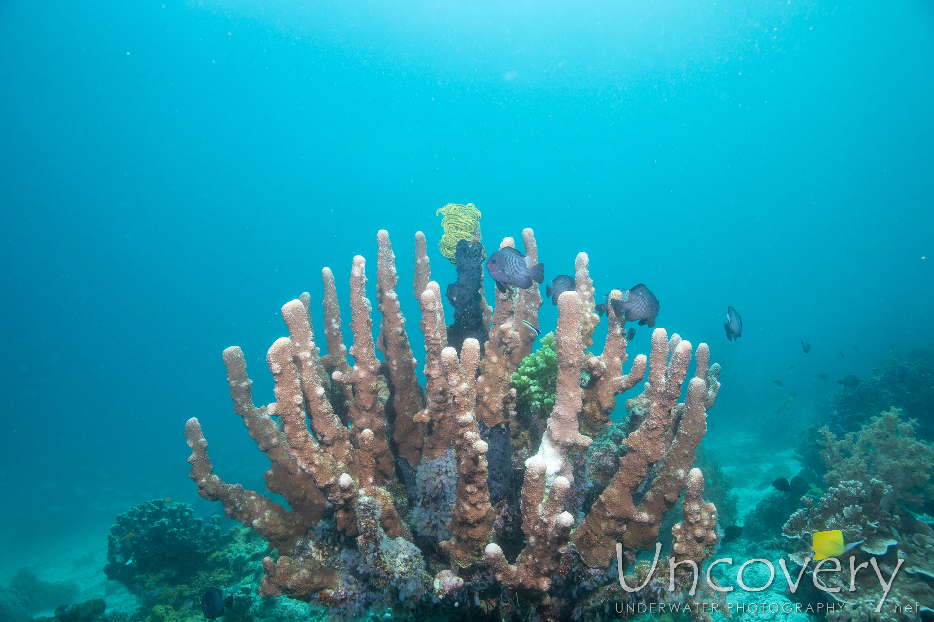 Coral, photo taken in Philippines, Negros Oriental, Apo Island, Chapel Point