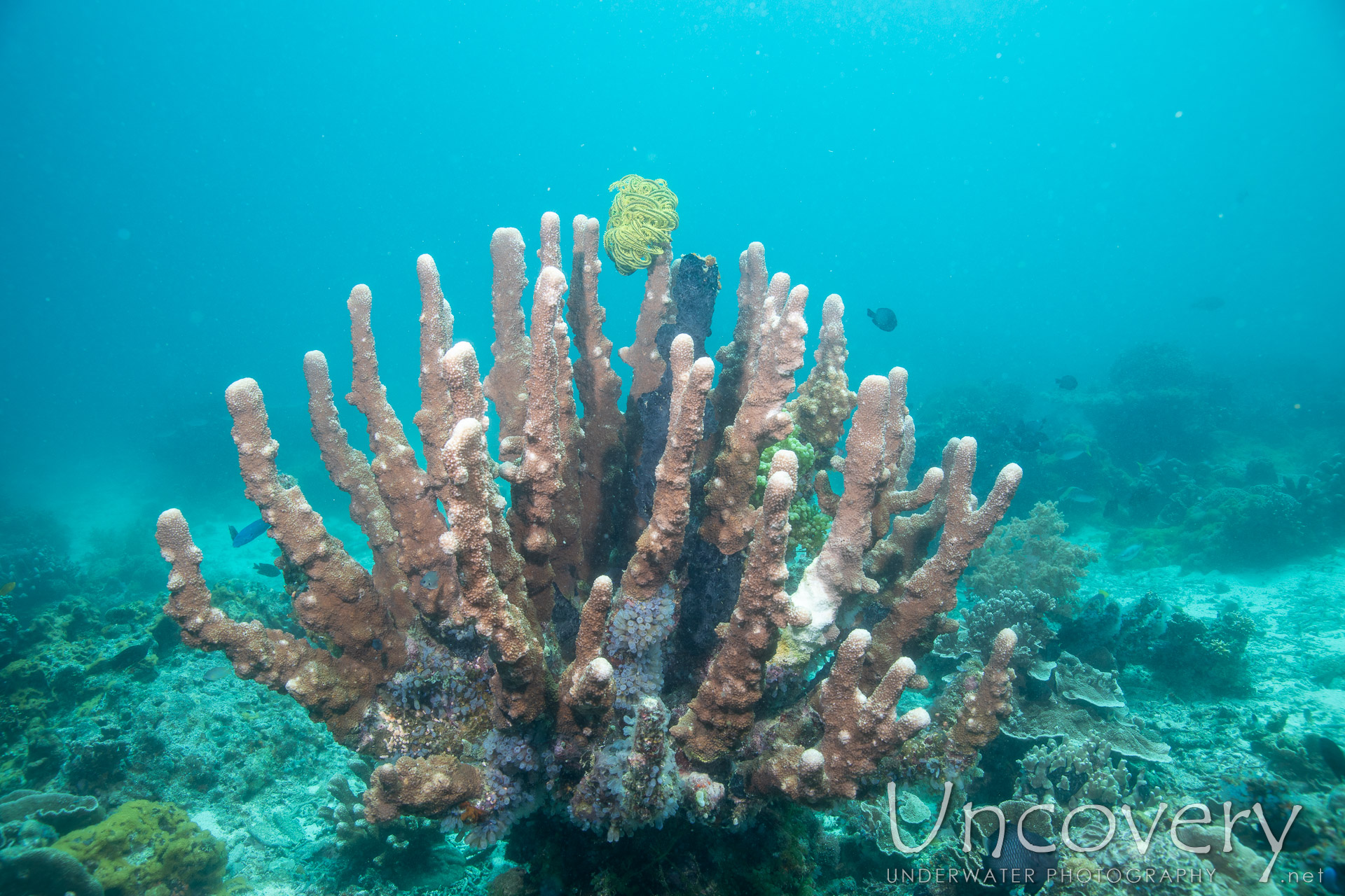 Coral, photo taken in Philippines, Negros Oriental, Apo Island, Chapel Point