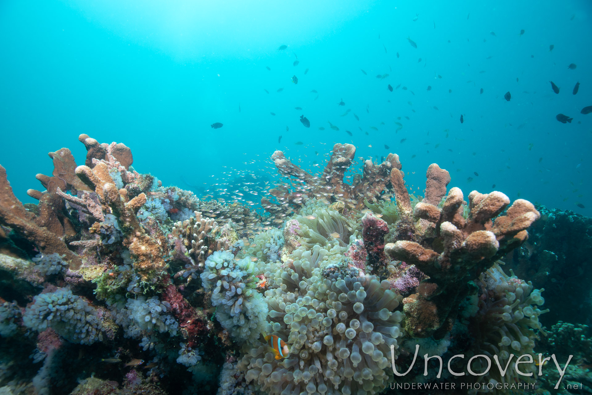 Coral, photo taken in Philippines, Negros Oriental, Apo Island, Chapel Point